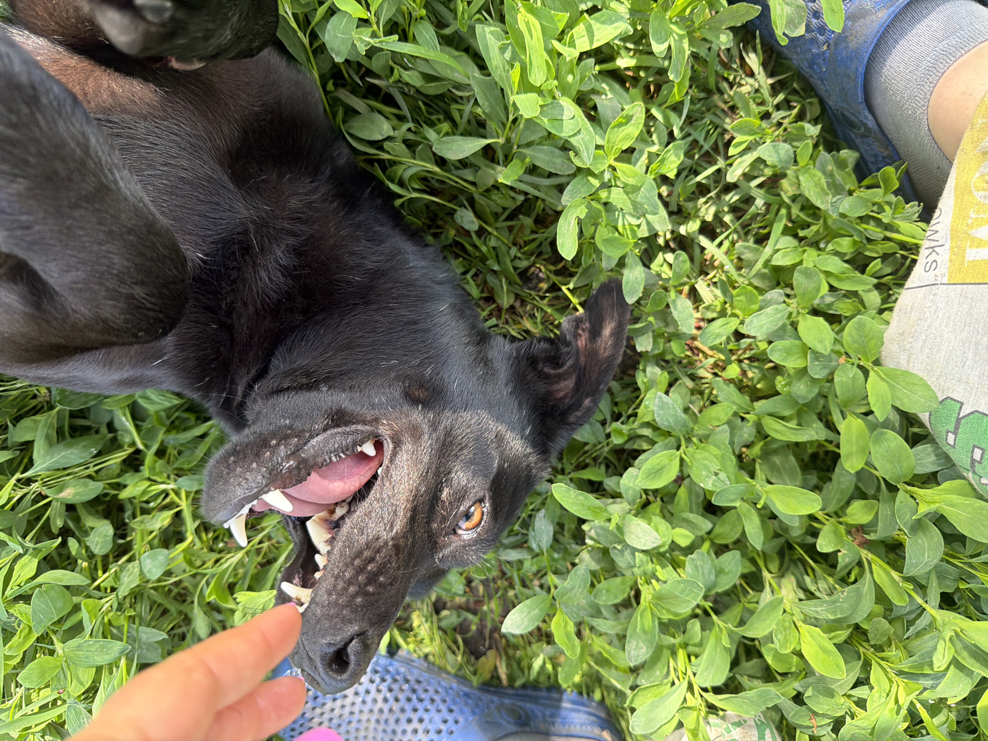 A black dog lies on its back in a patch of green plants. Its mouth is open, revealing teeth and tongue. A human hand approaches the dog's face. The dog is lying in Leningradskaya, Russia. Parts of blue footwear and a gray garment are also visible.