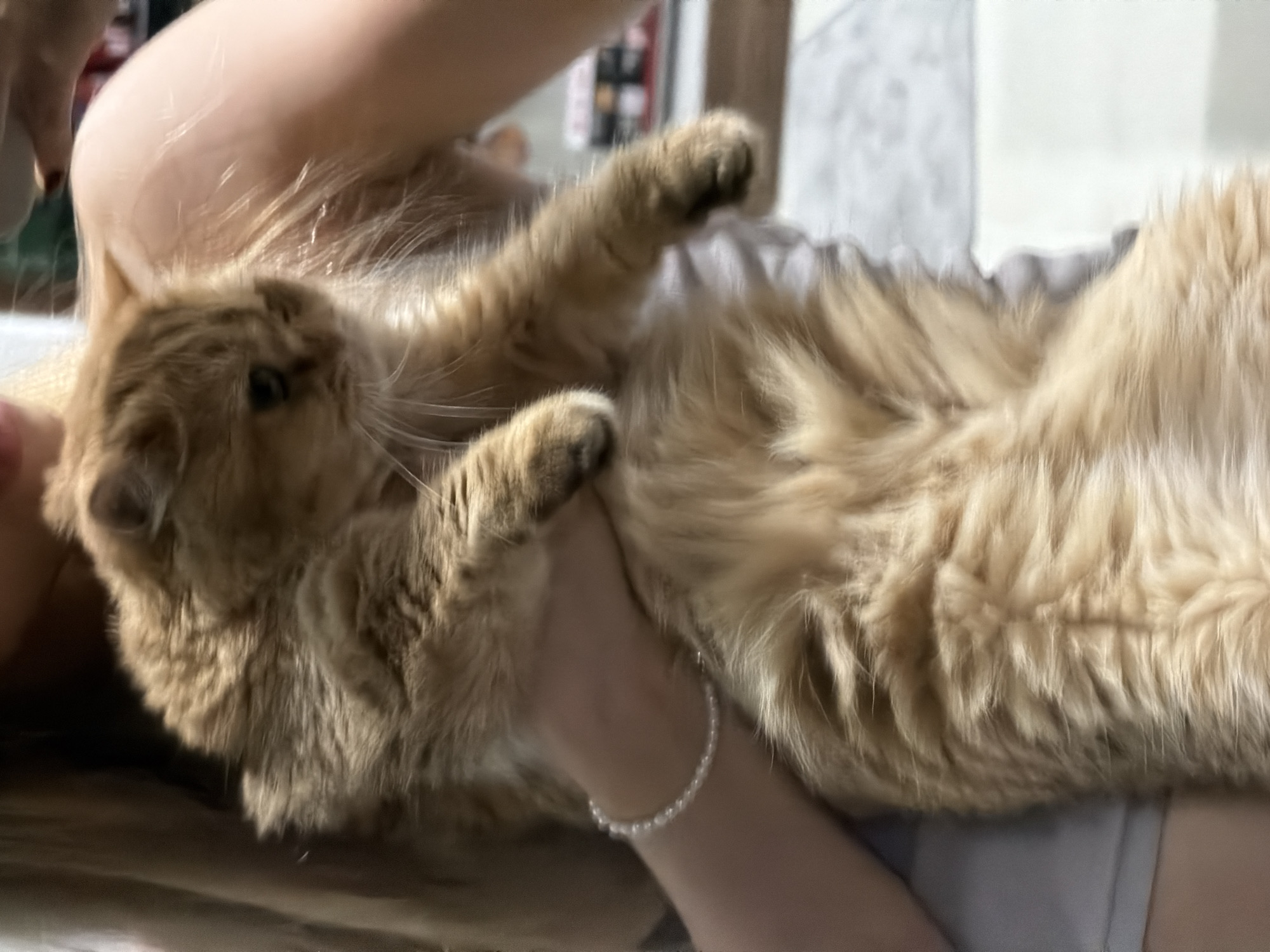 A person, whose face is out of focus and partially obscured by their hair, is holding a fluffy, ginger-colored cat. The person is wearing a light-colored top and a pearl bracelet on their left wrist. The cat appears to be comfortably held against the person's chest, with its paws visible and its body extended. The background is blurred, suggesting an indoor setting, possibly a home environment. There are no discernible landmarks or indicators that would place this scene specifically in Da Nang, Vietnam.