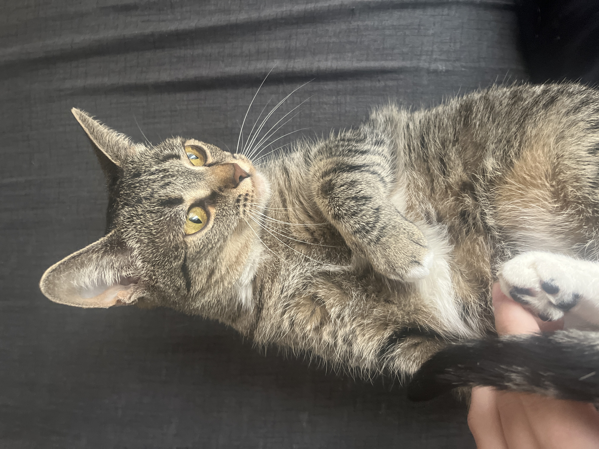 A tabby cat lies on a dark gray surface, likely fabric. The cat is on its back with its paws curled towards its chest. A human hand is touching one of the cat's paws. The cat has yellow eyes and white whiskers. The tail is visible at the bottom of the image. The location of the city of Khimki, Russia is irrelevant to the description of the image.