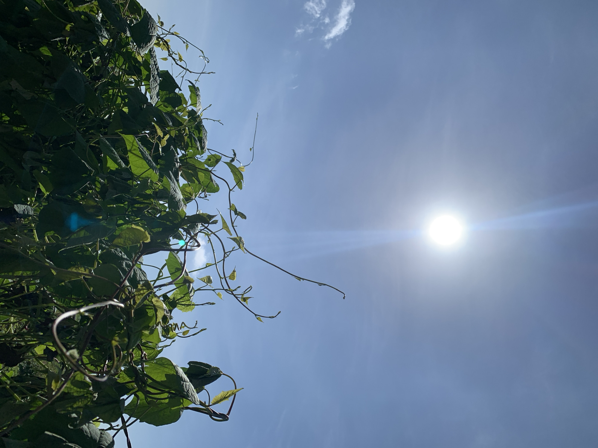 The image depicts a close-up view of lush green foliage, likely a plant with broad leaves and tendrils, set against a bright blue sky. The sun is prominently positioned in the upper center of the frame, emitting a strong glare and lens flare that extends downwards. A few wispy white clouds are visible in the upper left quadrant of the sky. The lower portion of the image is dominated by the dense green leaves and winding stems of the plant, which occupies the majority of the frame. The overall impression is one of a sunny day outdoors, with vegetation in the foreground and a clear sky above. The image does not provide any explicit information about the city of Kuru Karama, Nigeria.