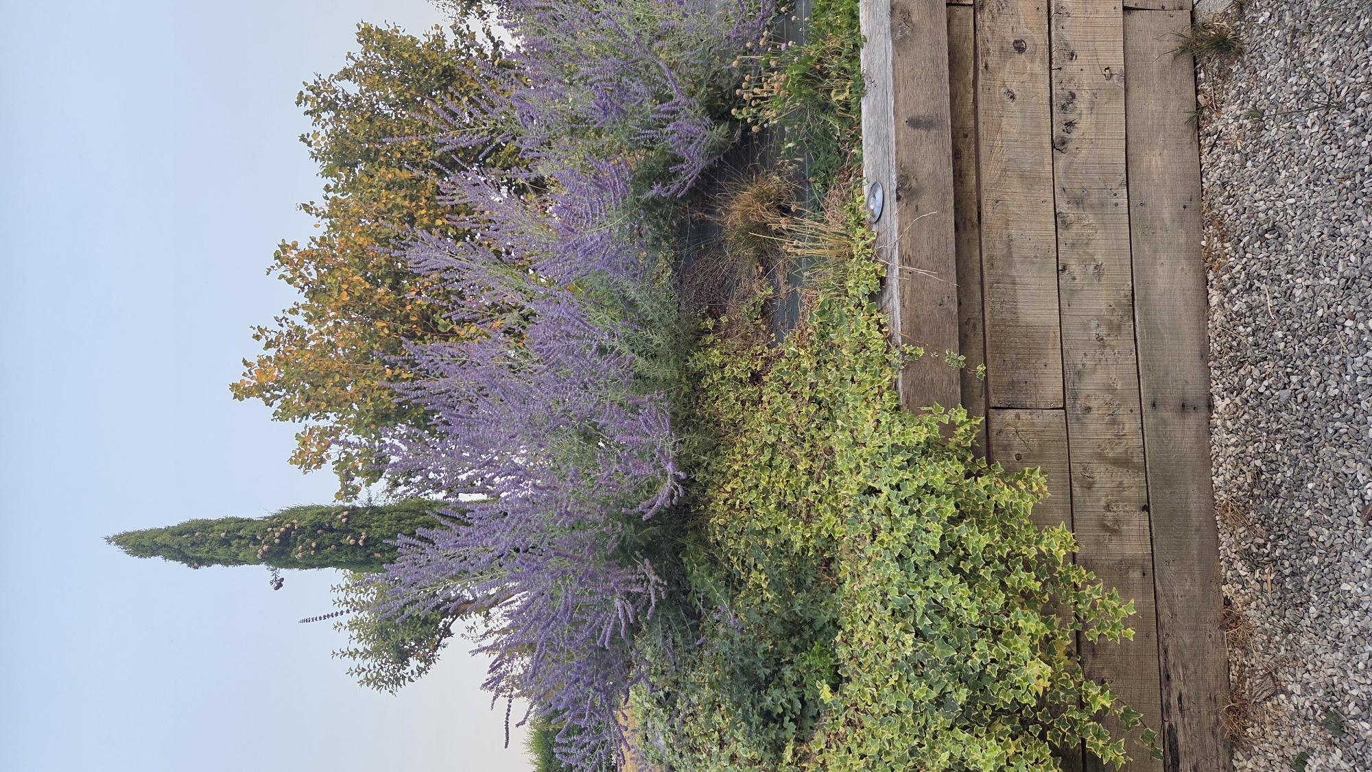 The image depicts an outdoor scene, likely in a garden or landscaped area. In the foreground, a wooden retaining wall constructed from horizontal planks is visible. Above the wall, a dense planting of bushy plants with numerous small purple flowers, possibly Russian sage, is prominent. Beneath these flowering plants, a ground cover of ivy with variegated green and yellow leaves spills over the edge of the wall. In the background, a tall, slender cypress tree stands to the left, while a deciduous tree with yellowish-orange foliage is positioned to the right. The sky above is clear and a pale blue, suggesting it might be late afternoon or early morning. The ground in front of the wall is covered with small, light-colored gravel. No people or specific actions are depicted. The location is stated to be in the city of Macé, France.