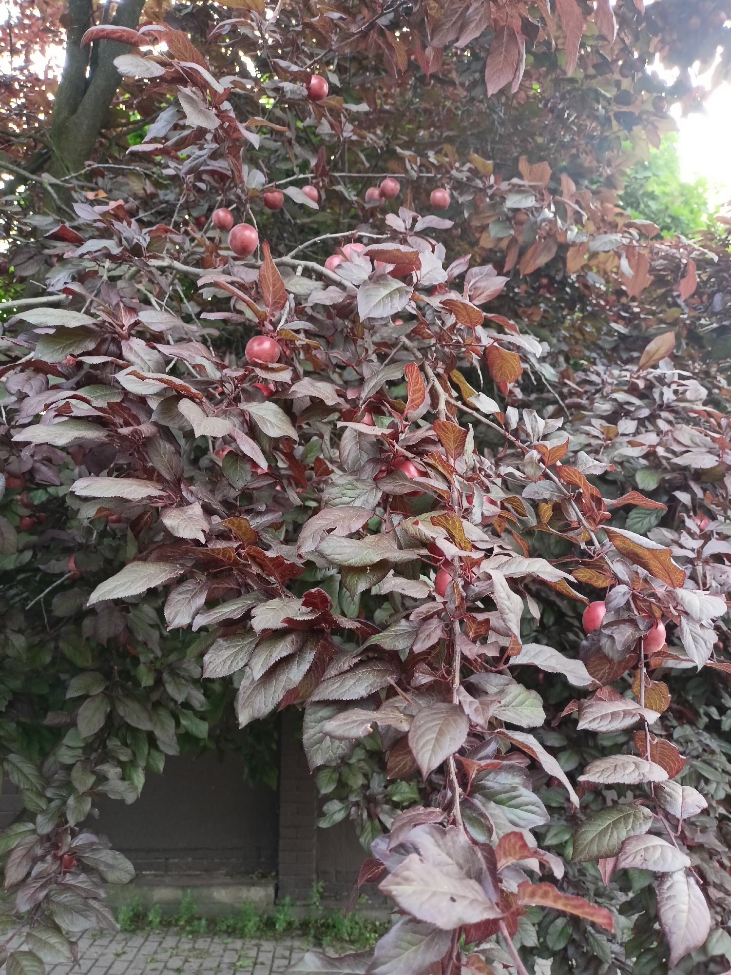A deciduous tree with dark reddish-brown leaves and several small, round, red fruits is the primary subject of this image. The tree is situated outdoors, with a glimpse of a brick wall and paved ground in the lower portion of the frame, suggesting an urban or suburban setting. The lighting indicates it is daytime, possibly late afternoon, with sunlight filtering through the dense foliage. The scene appears to be located in Grudziądz, Poland, based on contextual information. No people are visible in the image.