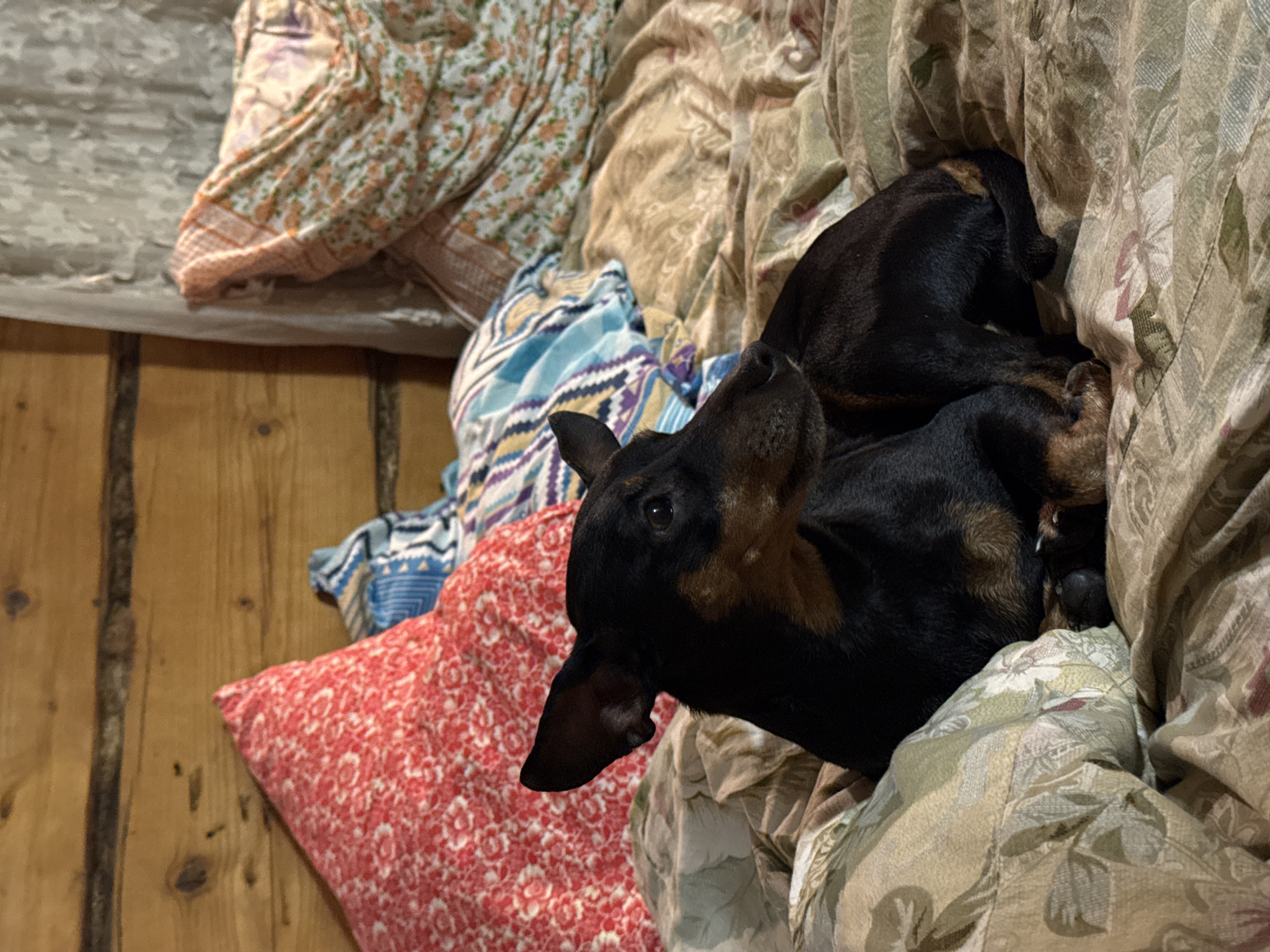 A black and tan dachshund is curled up in bedding with various patterns, including floral and geometric designs. A red paisley pillow is also visible. The background includes a wooden surface. The location is not discernible from the image.