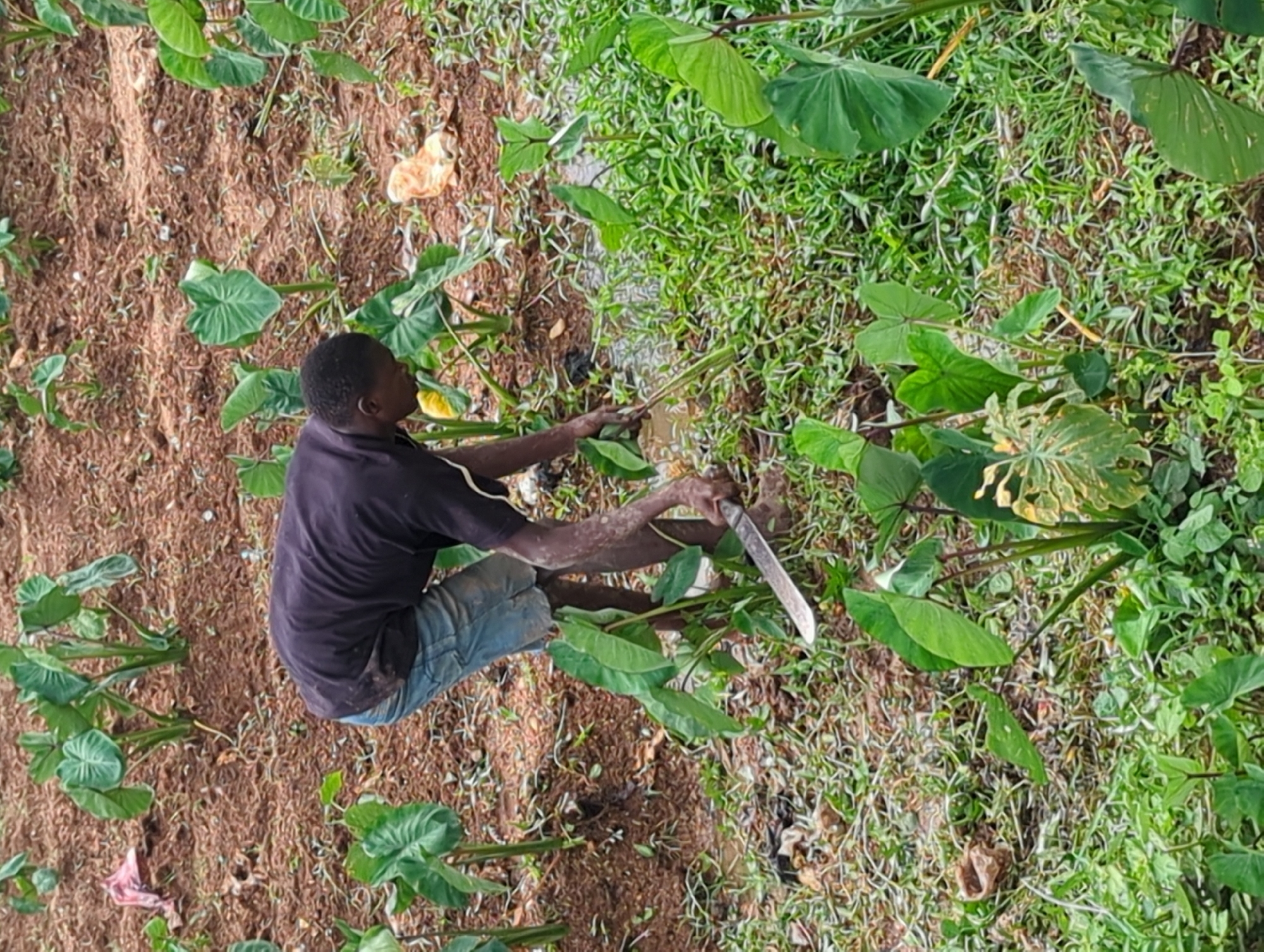 The image shows a man in an outdoor location that could be a field or garden. He is wearing a dark short-sleeved shirt and light-colored shorts and is crouching or kneeling on the ground, which appears to be partly covered with vegetation and bare earth. He is holding a machete in his right hand and appears to be cutting or trimming vegetation. The vegetation includes plants with large, heart-shaped leaves, possibly taro or elephant ear plants, as well as smaller grasses and weeds. The environment is likely a rural or agricultural area in Sabon Tasha, Nigeria. The man is interacting with the plants, likely performing agricultural work.