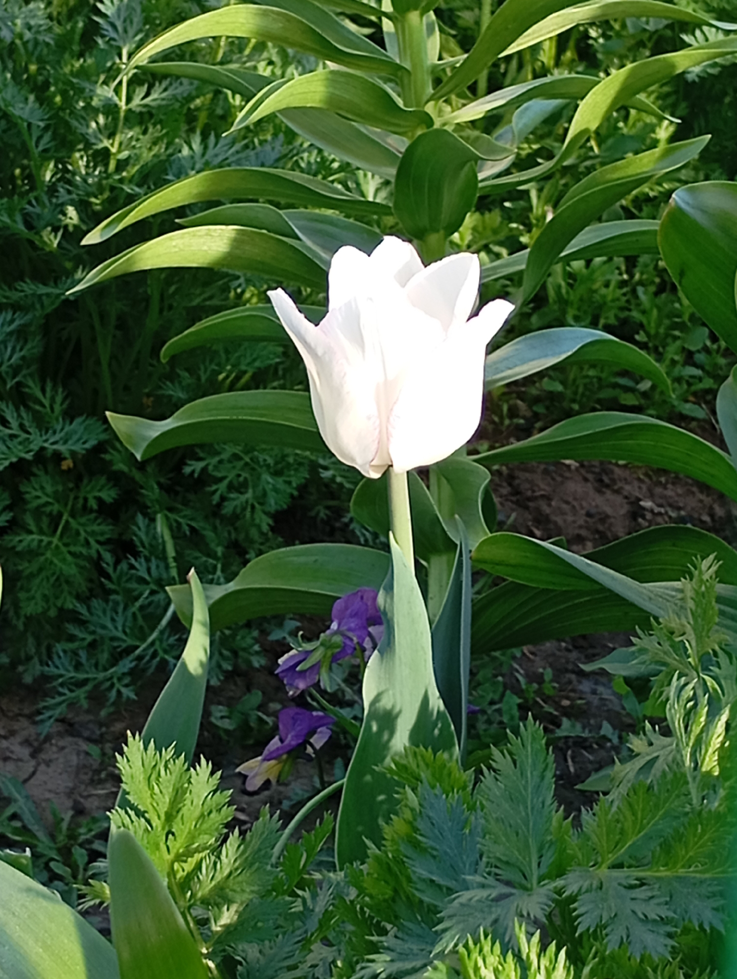 A close-up shot of a white tulip in a garden setting. The tulip is centered, surrounded by various green plants and leaves. Two purple flowers are visible near the base of the tulip. Some bare soil is observed in the background. The location is an unidentified garden in an unknown city.
