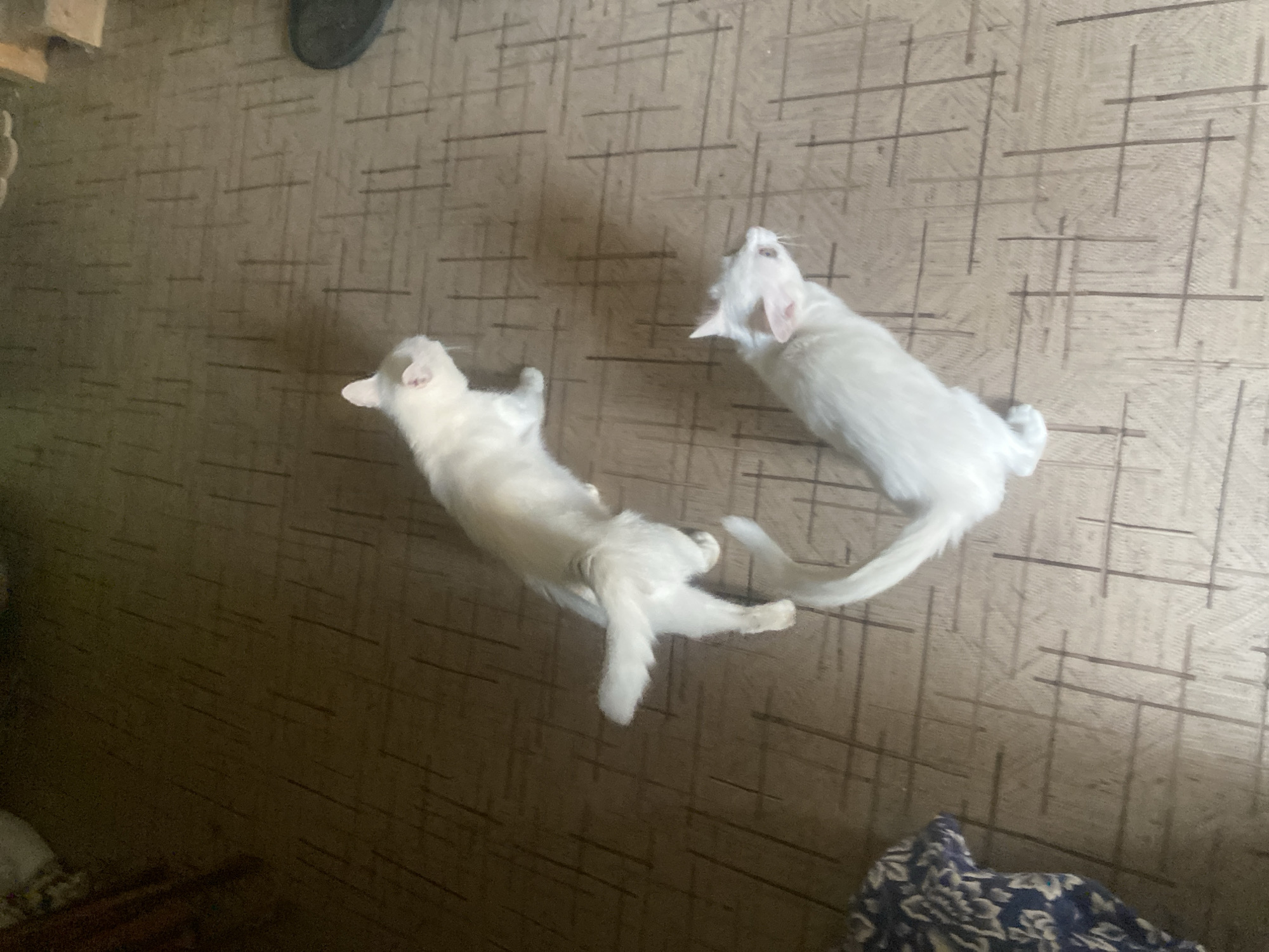 Two white cats are standing on a patterned floor in what appears to be a dimly lit room. The floor has a grid-like pattern. One cat is in the upper left quadrant of the image, facing away from the viewer. The other cat is in the lower right quadrant, also facing away from the viewer. There is some clutter in the upper left corner, possibly furniture or fabric. No recognizable landmarks or elements place this scene in Almaty, Kazakhstan.
