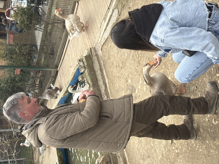 The image depicts an outdoor animal enclosure in Leskovets, Bulgaria. In the foreground, a man with short grey hair and a beard, wearing a brown quilted jacket, brown trousers, and dark work boots, stands near a water feature. He is holding a piece of food in his hands, seemingly preparing to feed a white swan visible in the water to his left. A grey goose with an orange beak is positioned near the ground between the man and a crouched woman. The woman, with long dark hair, is wearing a light blue denim jacket over a black hoodie and light blue jeans. She is actively feeding the grey goose with a piece of orange food from her open left hand.
The environment consists of a dirt ground surface in the foreground and midground. To the left, there is a concrete-edged water pond or channel with murky green water. A wooden walkway runs horizontally across the midground, behind the water feature, and a green metal fence separates this area from a background with sparse trees and some distant structures, including what appears to be a building or shelter. Several other geese of varying colors (white, brown, grey) are visible throughout the enclosure; one light-colored goose with an orange beak walks on the wooden walkway in the background. The scene suggests a casual feeding interaction between humans and waterfowl.