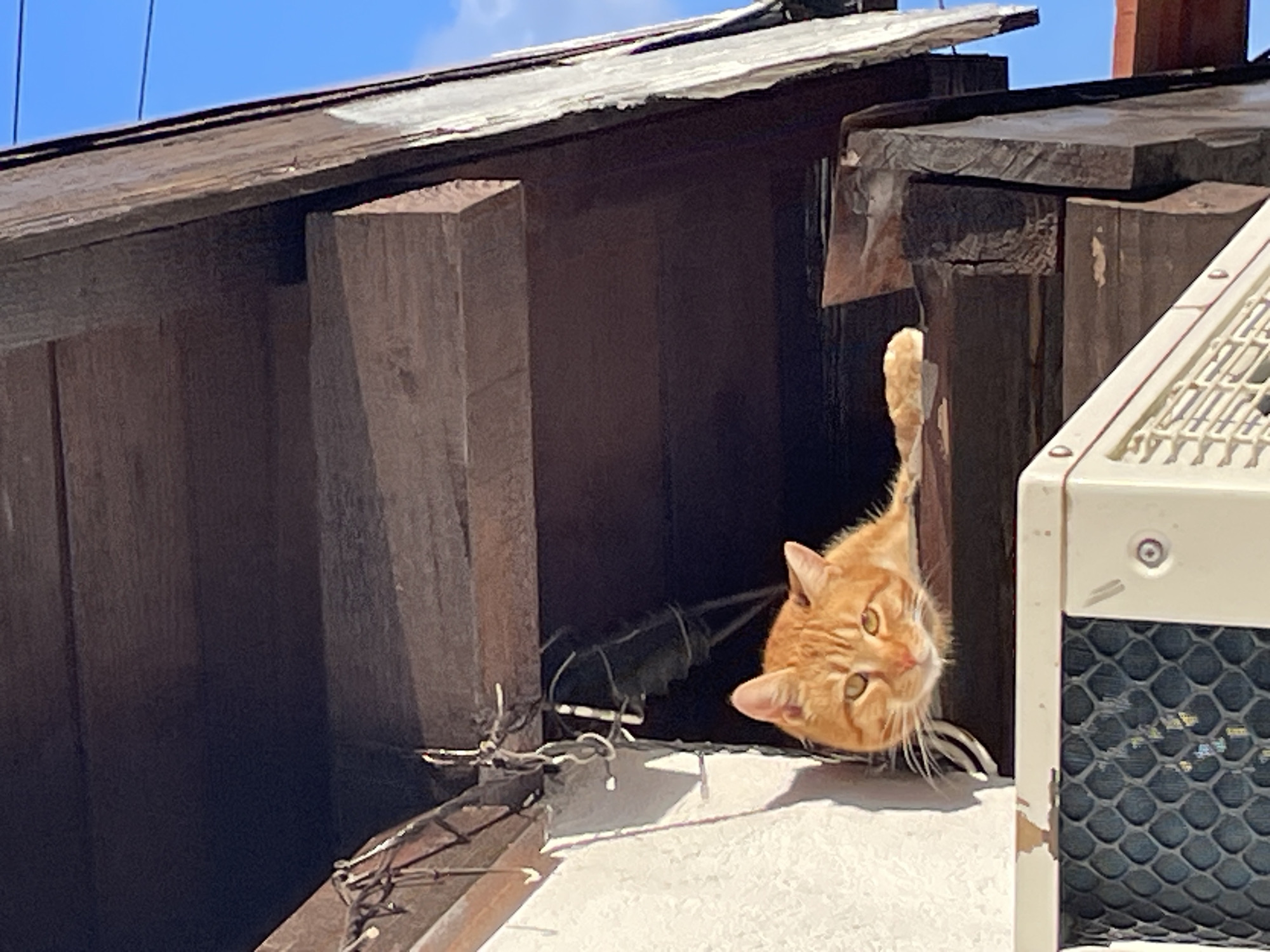 A medium shot of an orange tabby cat perched on the edge of a structure made of wooden boards and a corrugated roof, possibly in Zlatograd, Bulgaria. The cat is peering down with its head tilted at an angle. The structure is next to what appears to be an air conditioning unit. The background includes a blue sky.