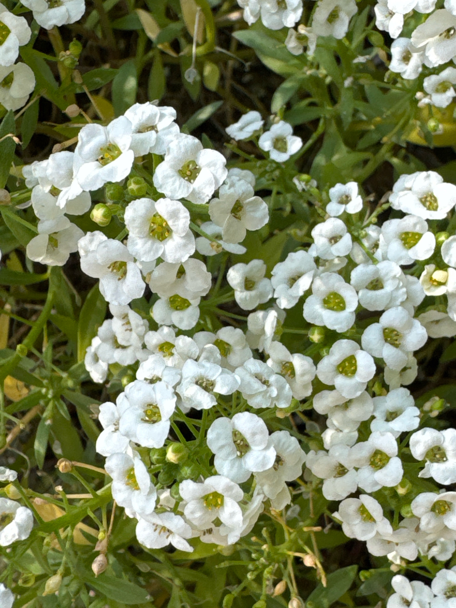 This is a close-up, eye-level, outdoor, natural light photograph of a dense cluster of small white flowers with yellow centers and green leaves. The flowers appear to be a type of alyssum or sweet-alyssum, characterized by their delicate petals and abundant blooming. The arrangement is dense, with many blooms and buds overlapping each other, creating a textured carpet of white and green. The background is softly blurred, suggesting a shallow depth of field, and consists of darker greens and browns, likely indicating more foliage and soil. There are no people, animals, or man-made structures visible. The scene is likely a garden bed or a natural planting within a park or botanical setting in Saint Petersburg, Russia.