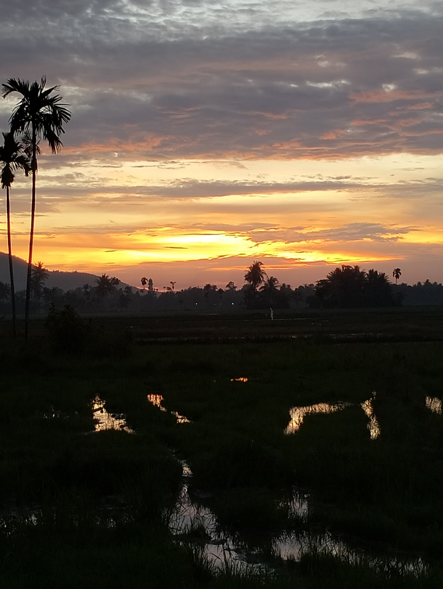 This is a vertical, full shot of a sunset over a rural landscape. The sky is filled with vibrant hues of orange and yellow, with streaks of gray and purple clouds. Silhouetted palm trees are prominent in the foreground on the left, with two tall, slender trees with distinctive fronds. Behind them, a line of darker trees and hills forms the horizon. In the middle ground, a dark field with some reflective puddles of water is visible. The reflections in the water are golden, mirroring the sunset colors in the sky. A single, indistinct human figure in white can be seen walking in the field. The overall impression is a peaceful, tranquil scene. The location is identified as Meunasahalue, Indonesia.