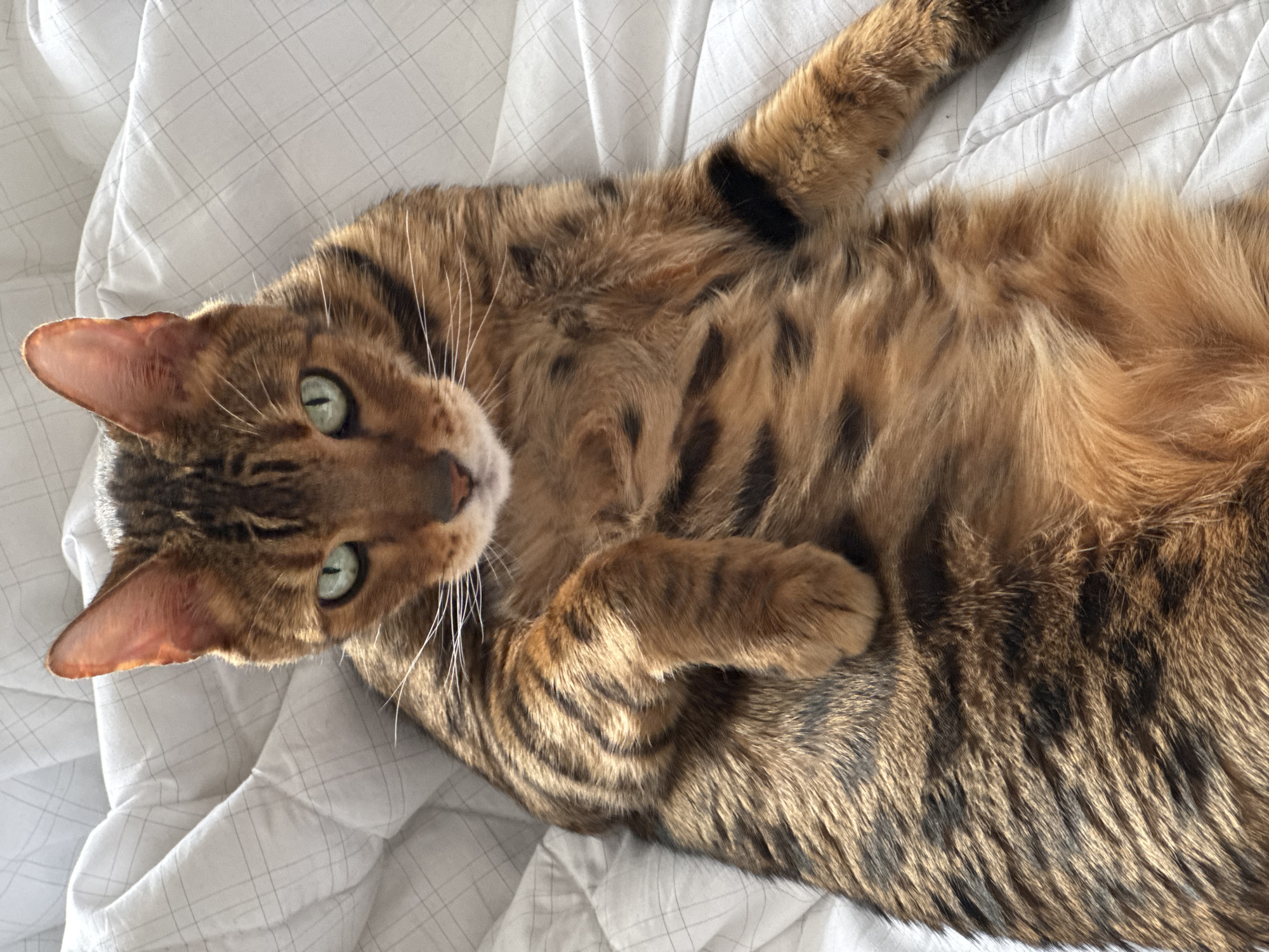 A brown and black tabby cat with green eyes lies on a white, patterned bedsheet. The cat is oriented diagonally in the frame, with its head tilted towards the left. The cat's front paws are curled inward.