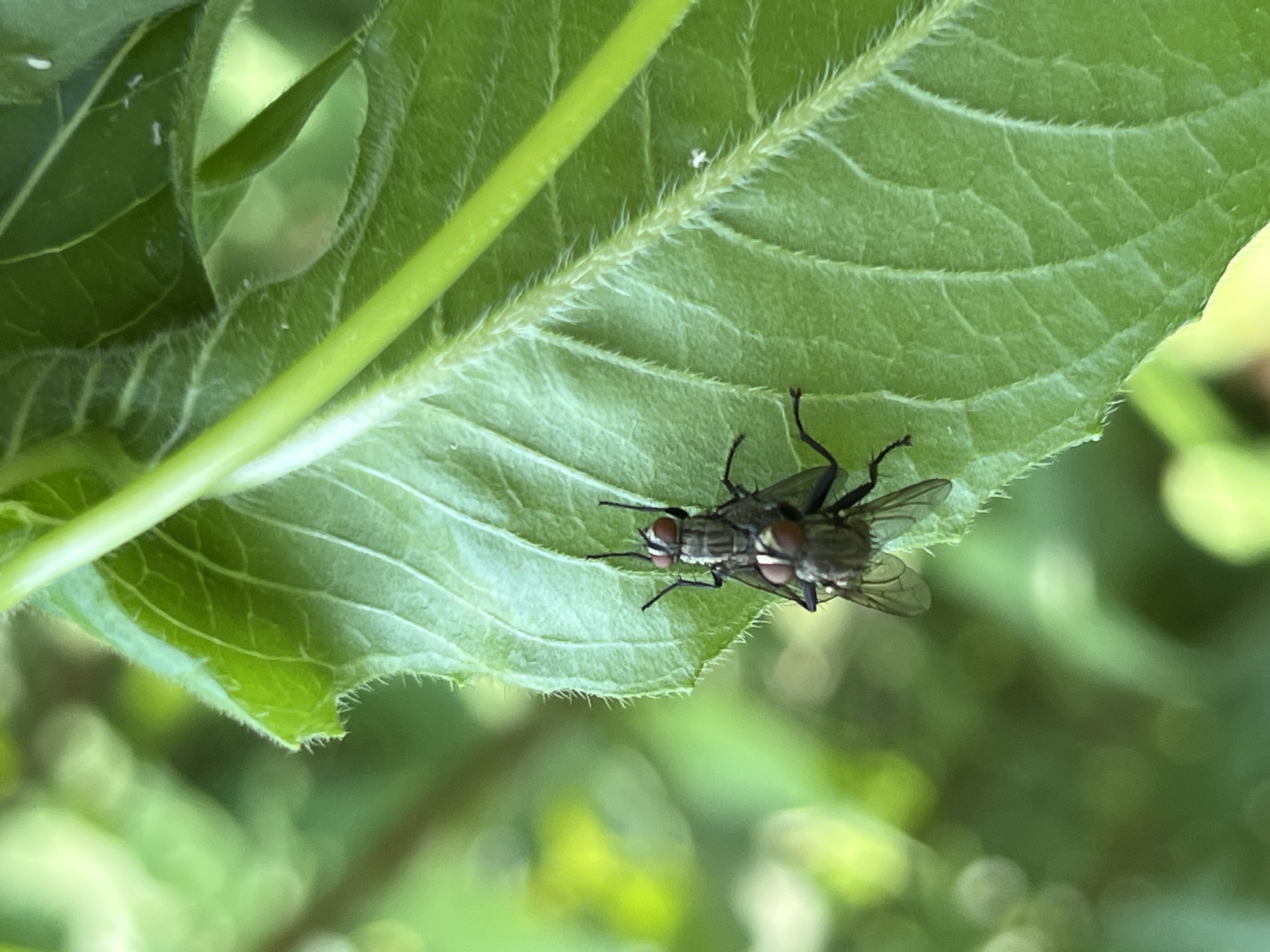 This is a close-up, eye-level, outdoor photograph of two flies mating on a vibrant green leaf. The flies are positioned vertically on the leaf, with one fly on top of the other. Both flies are dark gray with metallic green and red compound eyes. The leaf is broad and veined, with a slightly serrated edge. A thick green stem runs diagonally across the upper right portion of the frame, partially obscuring the leaf. The background is softly blurred, revealing out-of-focus green foliage and hints of yellow light, suggesting a sunny day. No people or structures are visible in the image. The scene is likely located in a garden or natural environment.