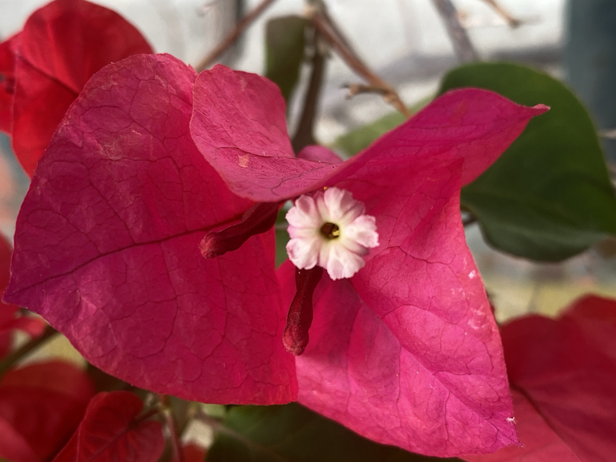 A close-up, eye-level, vertical shot focuses on a vibrant magenta bougainvillea flower. The flower's bracts, which are modified leaves, are the dominant visual element, displaying intricate vein patterns and a slightly textured surface. Nestled within the folds of the bracts is a small, delicate white flower with a yellow center, a stark contrast to the bolder surrounding colors. The background is softly blurred, showing hints of other red bougainvillea flowers, green leaves, and a textured, light-colored surface that could be a wall or stone. The lighting appears natural and bright, highlighting the rich colors and textures of the plant. The scene suggests a sunny outdoor environment, possibly a garden or balcony in Funchal, Portugal, given the prevalence of bougainvillea in the region. There are no people or animals present in the image.