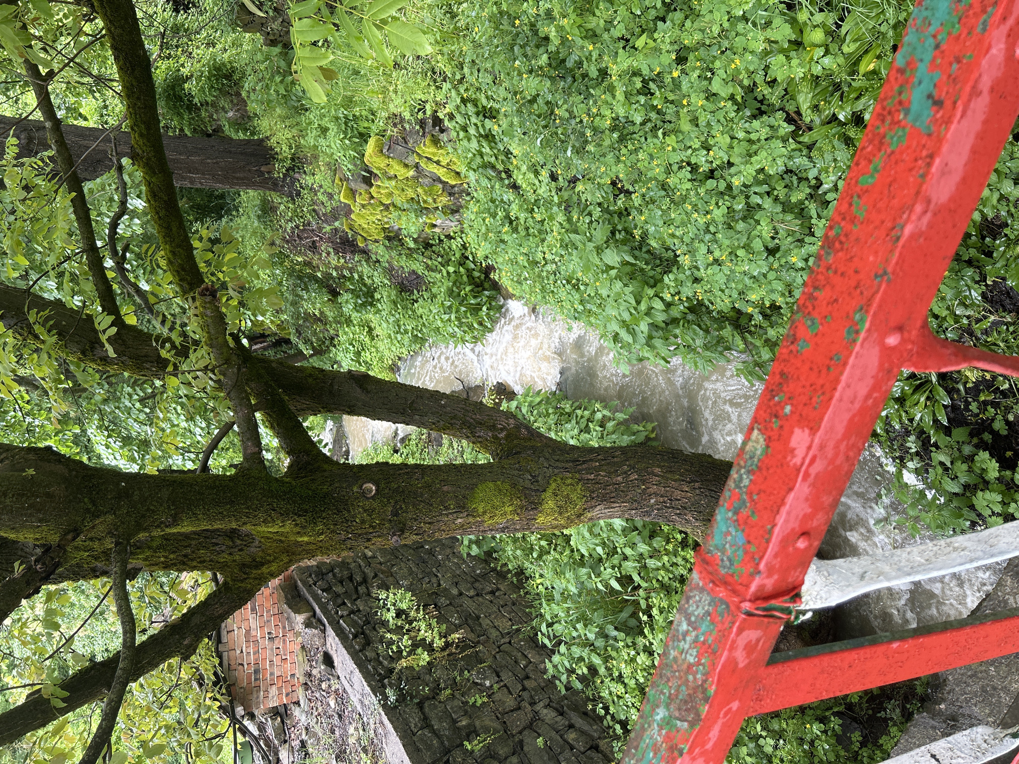View from a red metal railing overlooking a stream. The stream is flowing through dense vegetation. A tree trunk with moss is visible on the left. A brick building is also visible in the background. The location is Unknown, Unknown.