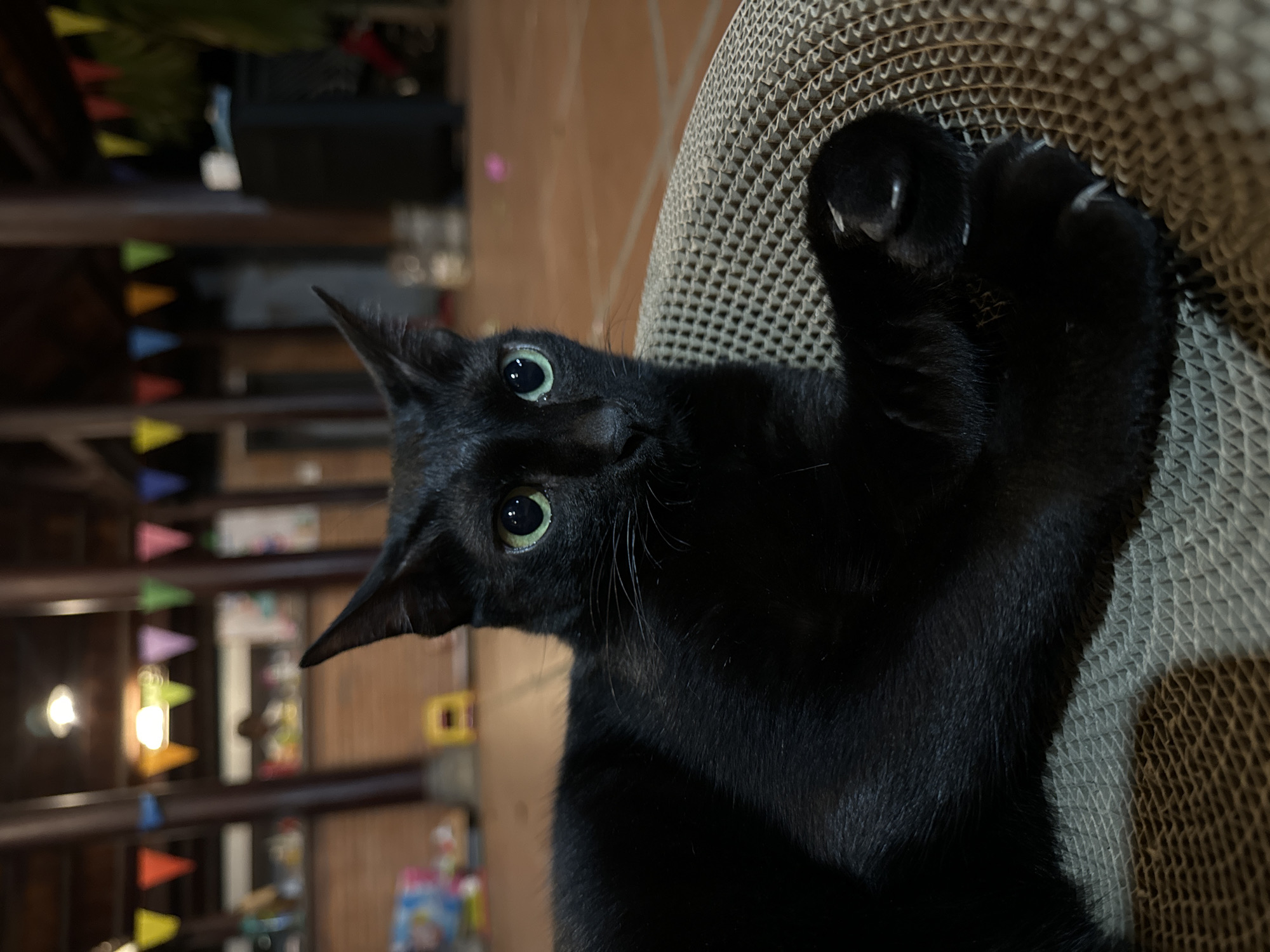 A black cat with green eyes is lying on a round corrugated cardboard cat scratcher. The cat's right paw is extended towards the viewer, showing its claws. The background shows a shelf with various items and a string of colored pennants. The photo was taken indoors, and the location is Mũi Né, Vietnam.