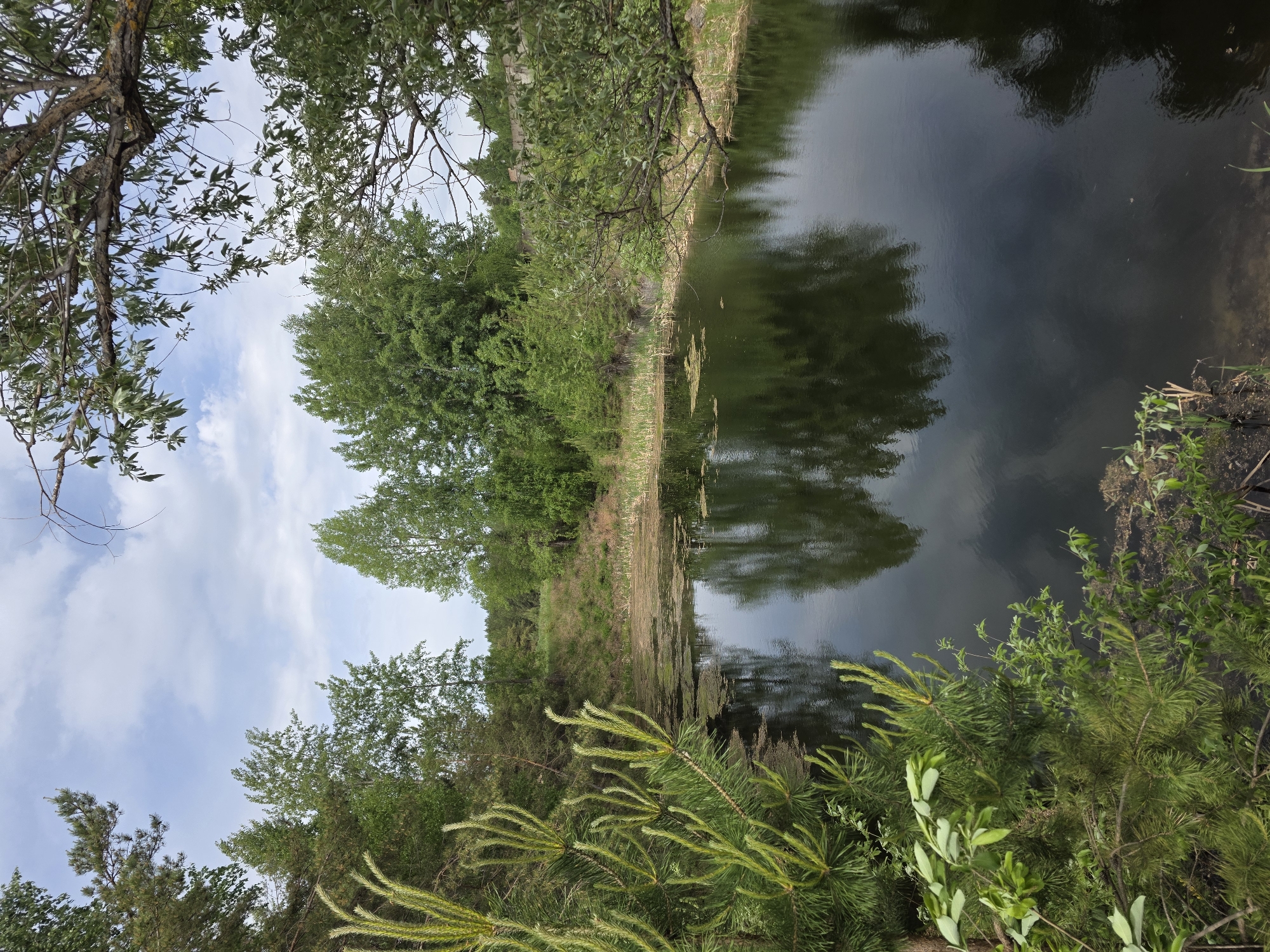 The image depicts a small body of water, likely a pond or narrow river, surrounded by lush greenery. Trees line the banks, with their reflections visible in the water. The sky is partially visible through the trees, showing some clouds. The location is Noviy, Russia, though without further reference points within Noviy, the specific location is undeterminable. There are no people visible in the scene. The primary subjects are the water, trees, and sky. Objects include branches, leaves, and the reflective surface of the water. The environment appears natural and undisturbed. Actions are limited to the reflection of the trees in the water. Interactions involve the natural interplay between the landscape and the water's surface.