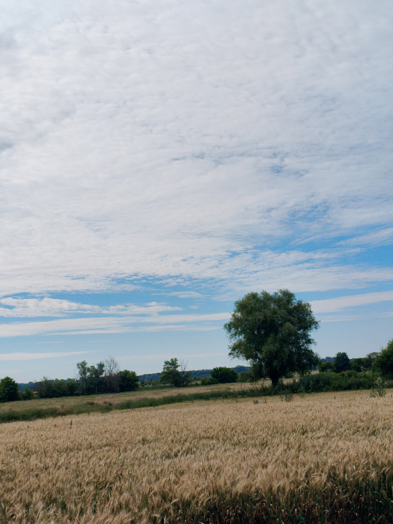 The image depicts a wide, golden field of wheat under a vast, cloudy sky. A large, lush green tree stands prominently in the middle ground, its branches spread wide. Beyond the wheat field, a line of trees and bushes forms a natural border, with rolling hills visible in the distance. The sky is filled with wispy white clouds against a backdrop of pale blue. The scene appears to be a rural landscape, potentially on the outskirts of the city of Ustyvytsia, Ukraine, given the characteristic open fields and vegetation. There are no people or animals visible in the frame. The overall atmosphere is serene and natural.