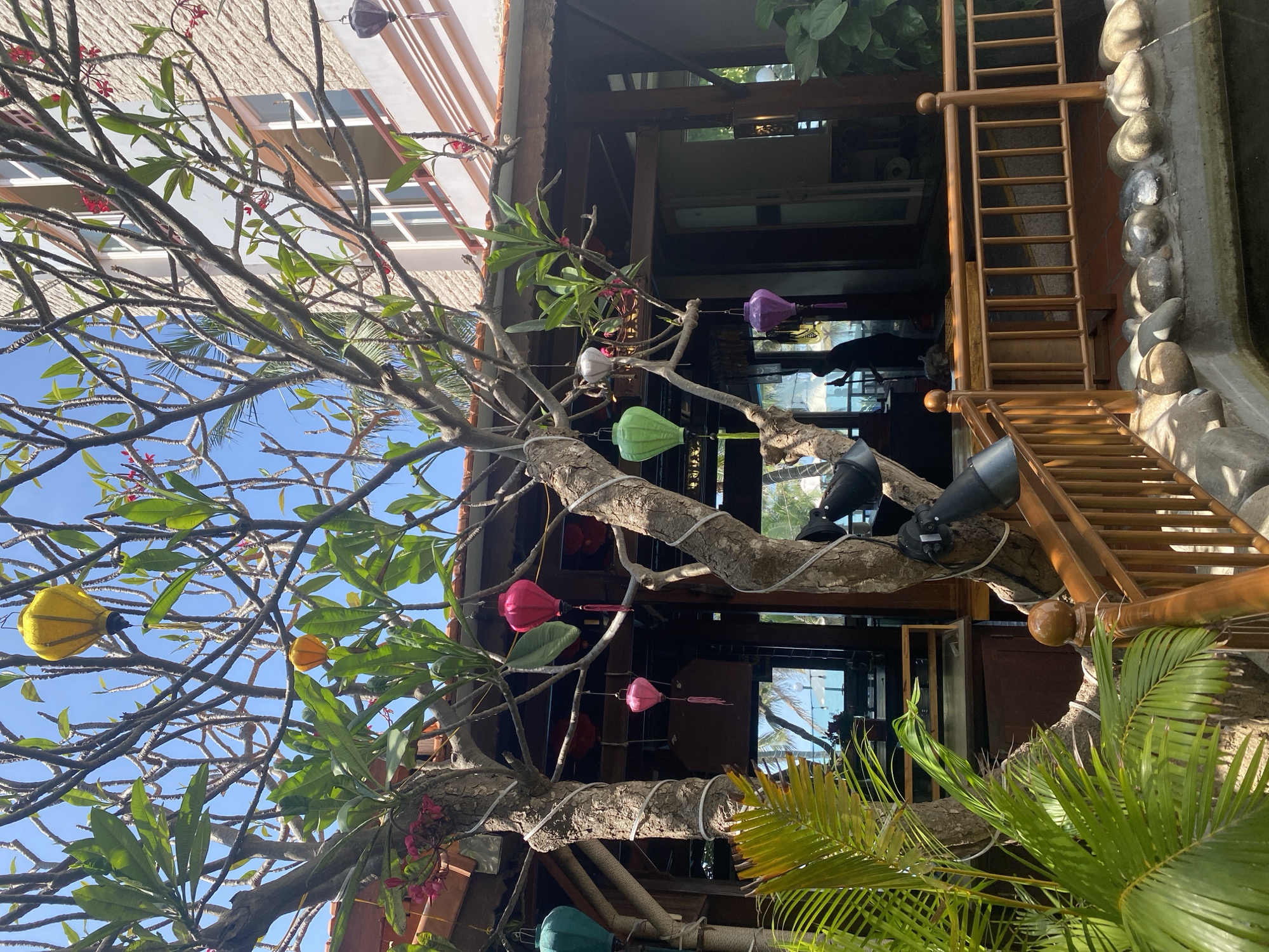 This image depicts an outdoor area of a commercial establishment or resort located in Phu Thuy Ward, Vietnam, under a clear blue sky. Two prominent trees with thick, gnarled trunks, partially wrapped in white cord, are centrally positioned. The trees bear green leaves and scattered pinkish-red flowers, with numerous colorful lanterns suspended from their branches. Observable lanterns include yellow, orange, teal, bright pink, lighter pink, green, white, purple, and a dark grey cylindrical lantern.
Behind the trees, to the left and center, is a single-story building with a dark tiled roof, exposed wooden beams, and large glass windows and doors. Reflections in the glass suggest a distant view of water, likely the ocean or a large bay. A person in dark clothing is visible in silhouette through these windows. To the right, a portion of a multi-story building with light-colored, textured exterior walls and white-framed windows is partially visible.
In the foreground, a light brown wooden railing runs horizontally, defining an elevated patio area paved with reddish-brown tiles. Adjacent to the railing is a shallow water basin or pond, bordered by a line of smooth, light-colored stones. Two black spotlights are mounted on the rightmost tree trunk, angled downwards. Green palm fronds are visible in the lower-left foreground, with additional green foliage to the right.