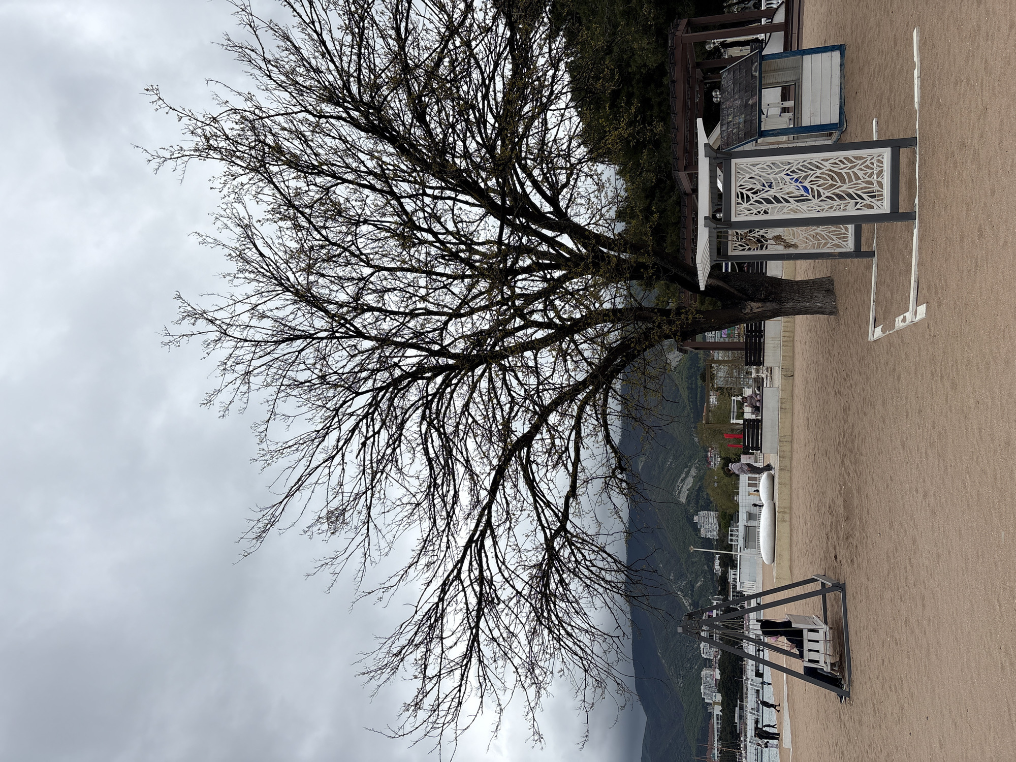 The image presents a beach scene in Gelendzhik, Russia, dominated by a large, leafless tree in the foreground. The sky is overcast, casting a diffuse light. Adjacent to the tree is a small, decorative changing booth with latticework panels. In the middle ground, the beach extends towards a promenade. Along the promenade, there are white benches and people engaging in various activities, such as walking. A couple is sitting on a swing. In the background, mountains rise behind the coastal city, partially obscured by the cloudy sky. The sand is pale and appears damp.
