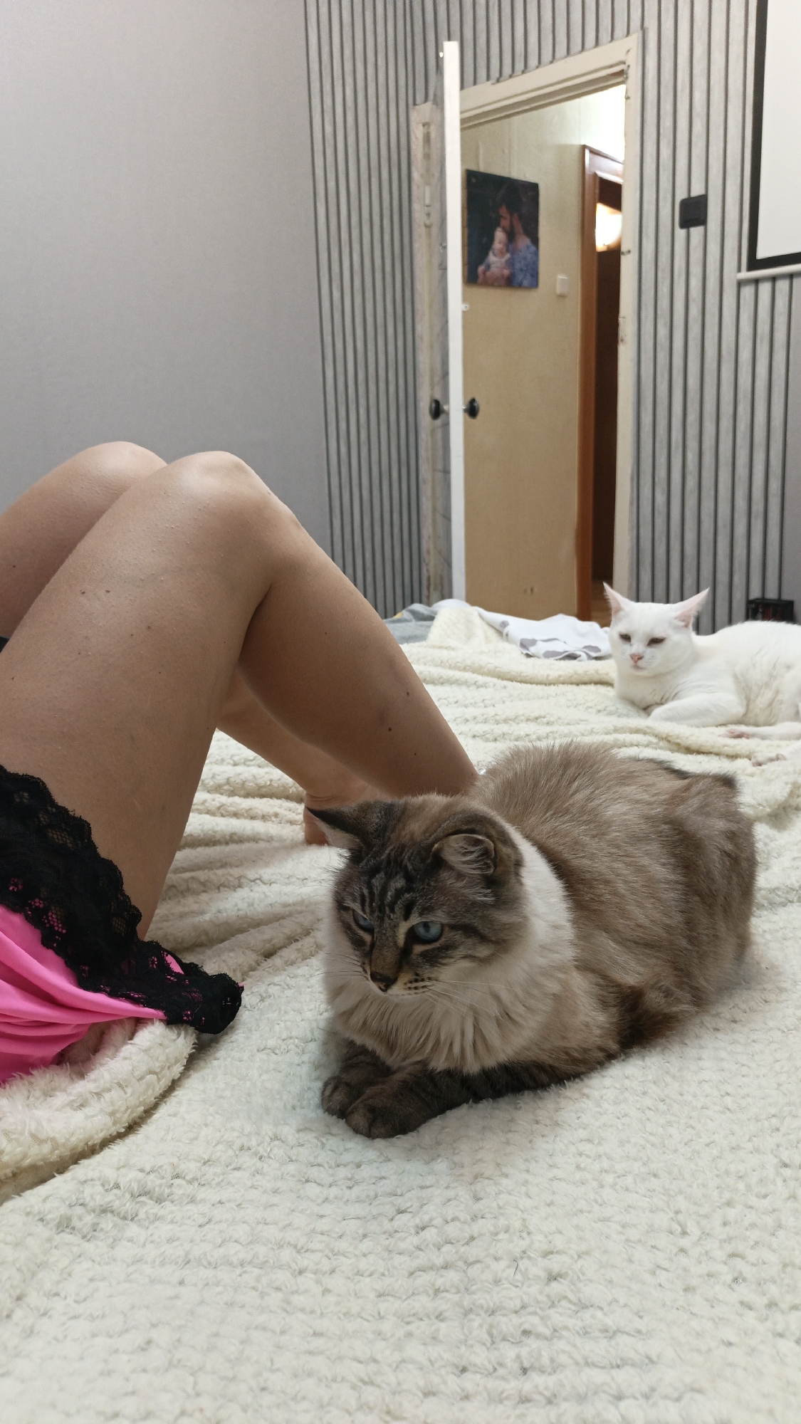 A tan and gray tabby cat with blue eyes rests on a white blanket in the foreground of the image. Behind it and to the right is a white cat. Human legs are visible on the left side of the image. A pink garment with black lace is visible on the left side of the frame. In the background, a striped wall and an open doorway are visible. A picture hangs on the wall inside the doorway. The specific location in Sevastopol, Ukraine, is not discernible from the image.