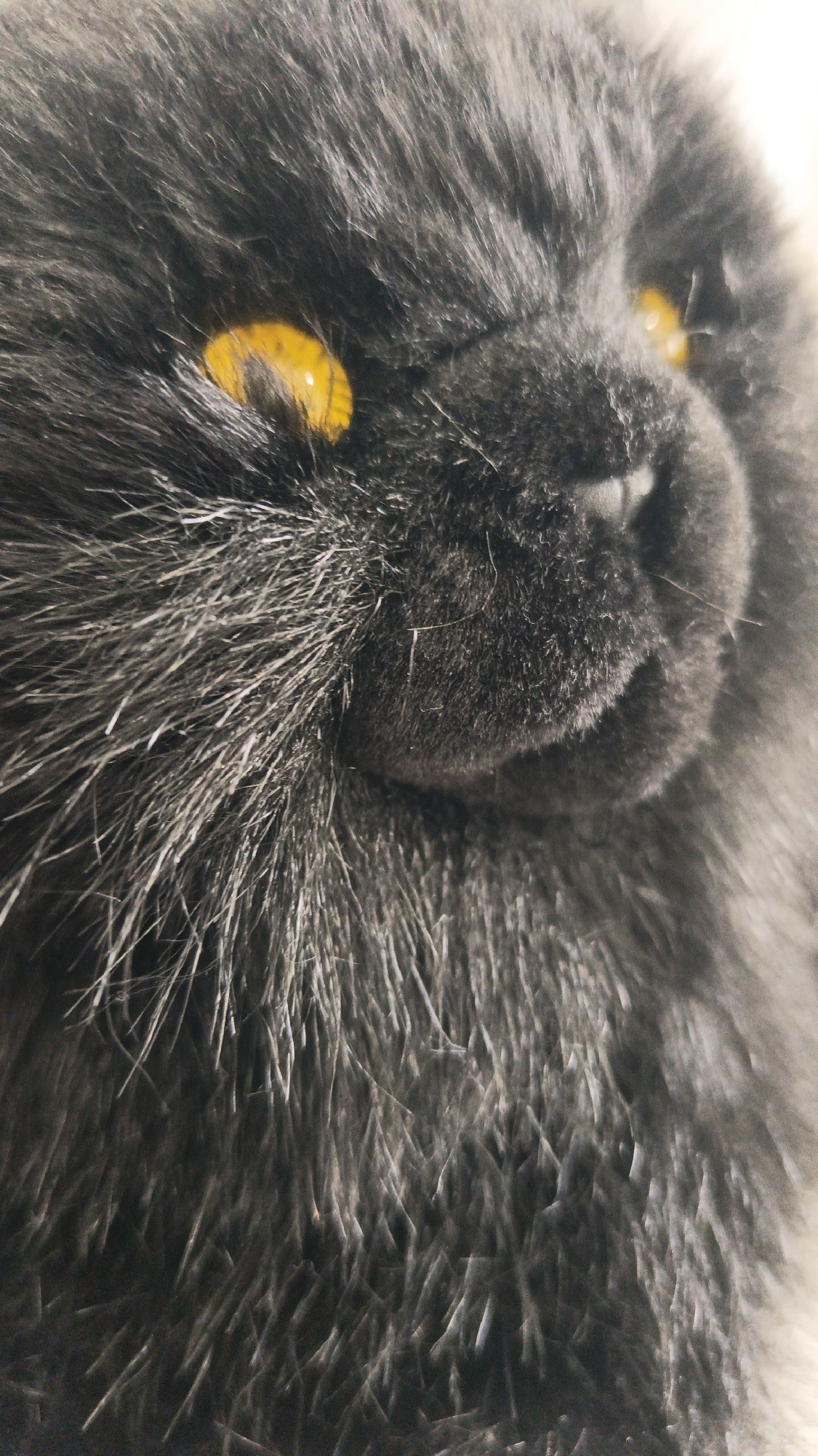 The image is a close-up shot of a dark gray cat's face, focusing on its eyes and nose. The cat has bright yellow or orange eyes, with the left eye more prominently visible than the right. The fur is dense and appears soft. The cat's nose is dark and moist, with visible whiskers. The background is blurred, with a lighter, possibly white, area visible to the right of the cat's head. There is no indication of the city of Balashikha, Russia, or any other environmental details. The image solely captures the feline subject.