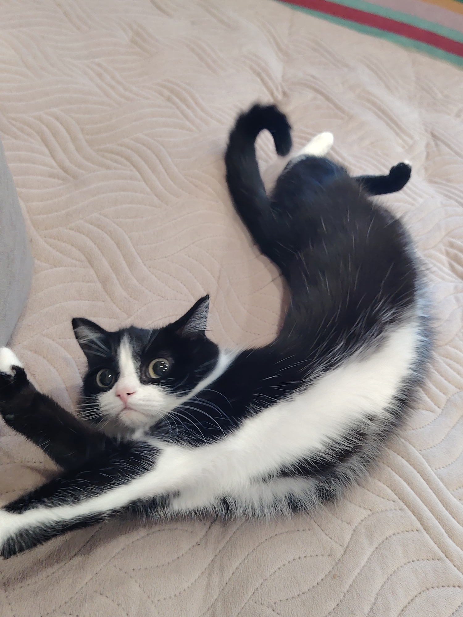 A black and white cat is lying on a tan-colored, textured blanket. The cat is in a playful or stretching pose, with its body contorted. Its front paws are extended upwards and outwards, and its hind legs are bent. The cat has a white chest and belly, with black fur on its back and head. Its face is white with black markings around its eyes, and it has green eyes. The background shows a portion of a striped blanket with colors of red, pink, green, and beige. The scene is indoors, likely on a bed or sofa.