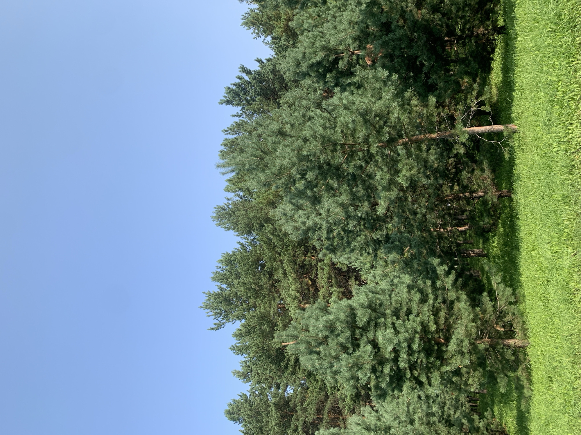 The image depicts a dense forest of pine trees against a clear blue sky. The foreground is a lush green meadow. The scene is devoid of any human presence or activity. The environment is natural and appears to be in a rural or park-like setting. The trees are tall and their branches are laden with needles, creating a thick canopy. The meadow is covered in short, vibrant green grass. The overall impression is one of a serene and untouched natural landscape. There is no information in the image to suggest its location in Prokopyevsk, Russia.