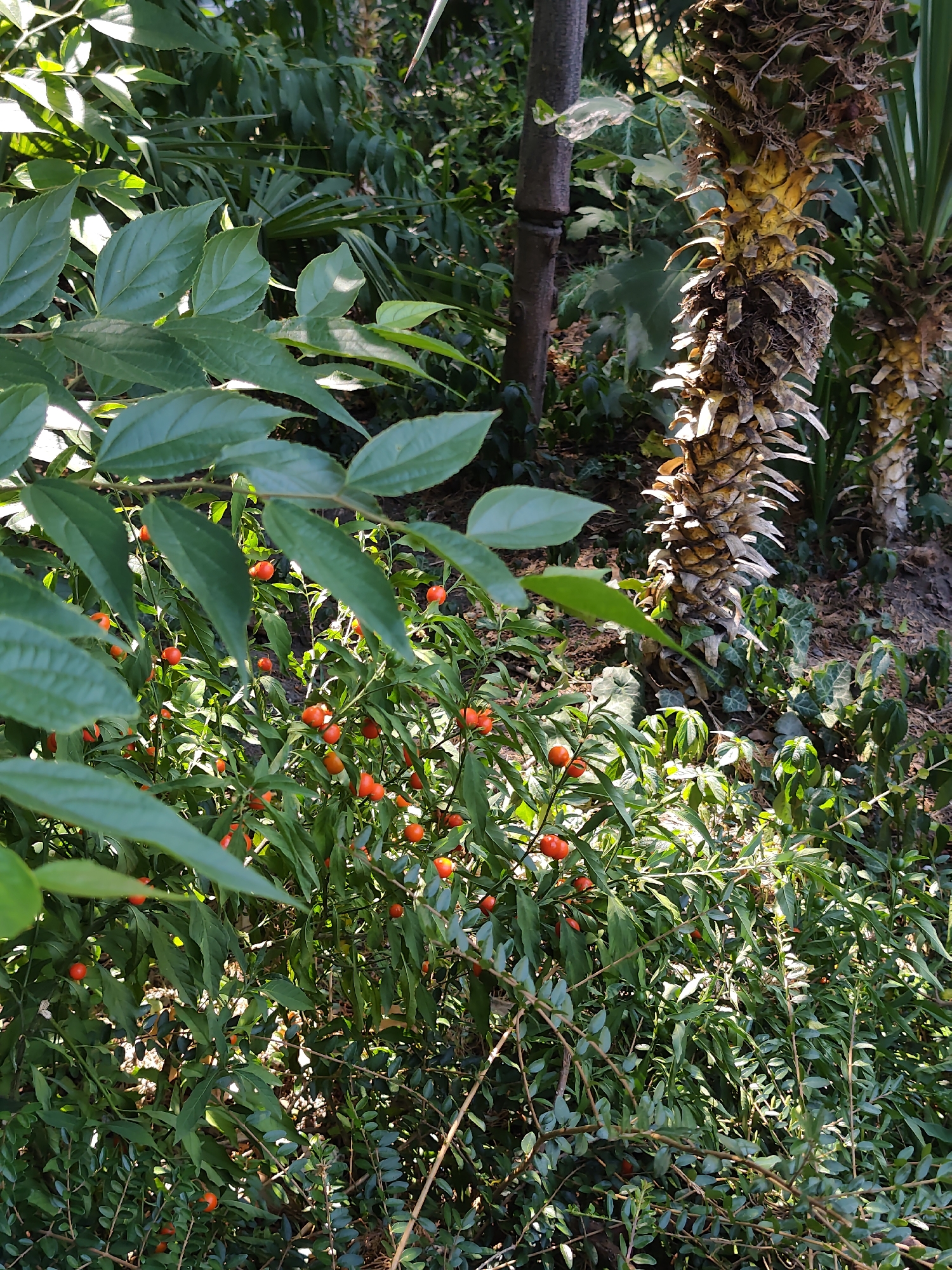 This is a high-angle, medium shot of dense foliage with several palm trees visible in the background. The foreground is dominated by a bush with small, bright orange berries and dark green leaves. The berries are clustered together on thin stems. Behind this bush, larger, dark green leaves are visible, some catching sunlight. The background features two palm trees with rough, textured trunks, their fronds casting shadows. The ground is covered with a mix of soil and smaller green plants. The overall impression is a lush, naturalistic environment, likely a botanical garden or park, given the presence of palm trees and varied vegetation, possibly in Sochi, Russia, which is known for its subtropical climate. There are no people or animals in the image.