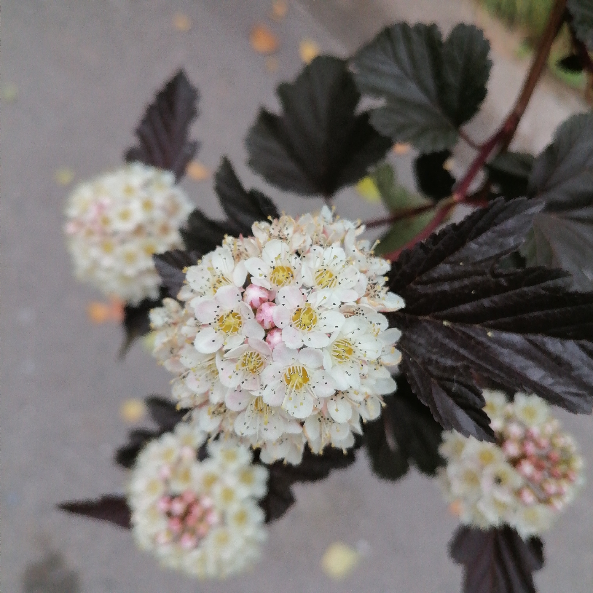 This is a close-up, top-down, slightly blurred photograph of a flowering shrub with dark leaves. The flowers are small, white, and clustered together in spherical or conical shapes. They have delicate petals and prominent yellow stamens with black anthers. Some of the flower buds are a pale pink color. The leaves are a deep burgundy or nearly black color, with a lobed and toothed appearance. The background is a dull gray, likely a paved surface like concrete or asphalt, with a few out-of-focus yellowish-orange spots that could be fallen leaves or reflections. The setting appears to be outdoors, possibly in a park or garden area within the city of Trubacheyevka, Russia. There are no people or animals visible in the image. The overall impression is one of natural beauty, highlighting the textures and colors of the plant.