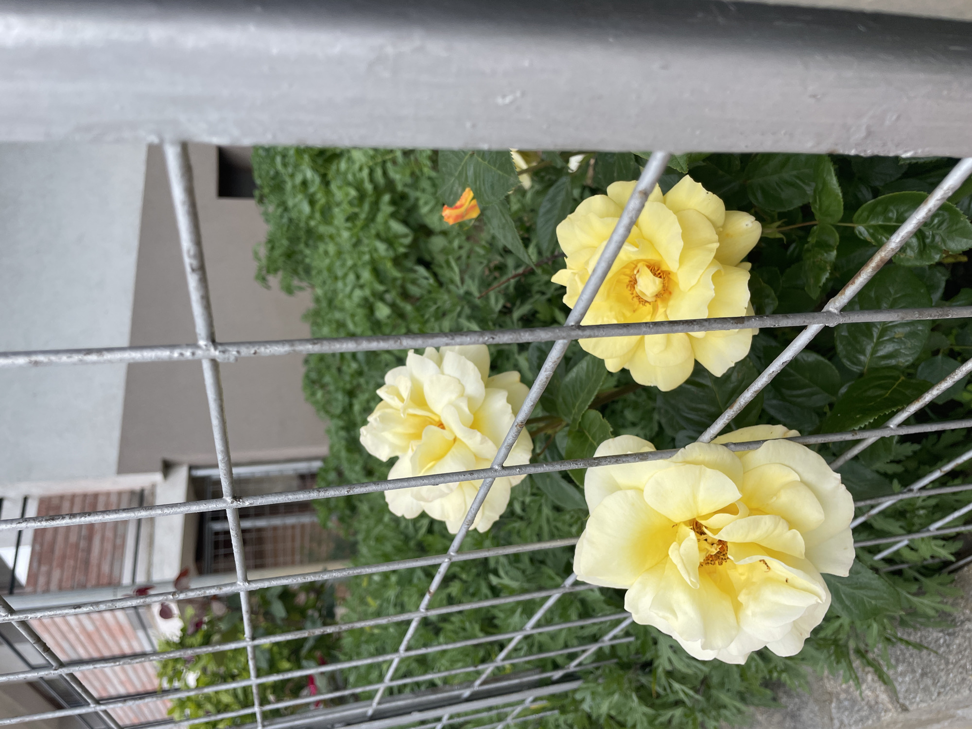 The image shows three yellow roses in a garden setting, viewed through a metal fence. The roses are in various stages of bloom, with the petals clearly visible. Green foliage surrounds the flowers. Beyond the fence, there is a building with a white facade and visible windows. Some other greenery can be seen in the background. There is no information to determine that this image was taken in Zlatograd, Bulgaria. No people are visible in the image.