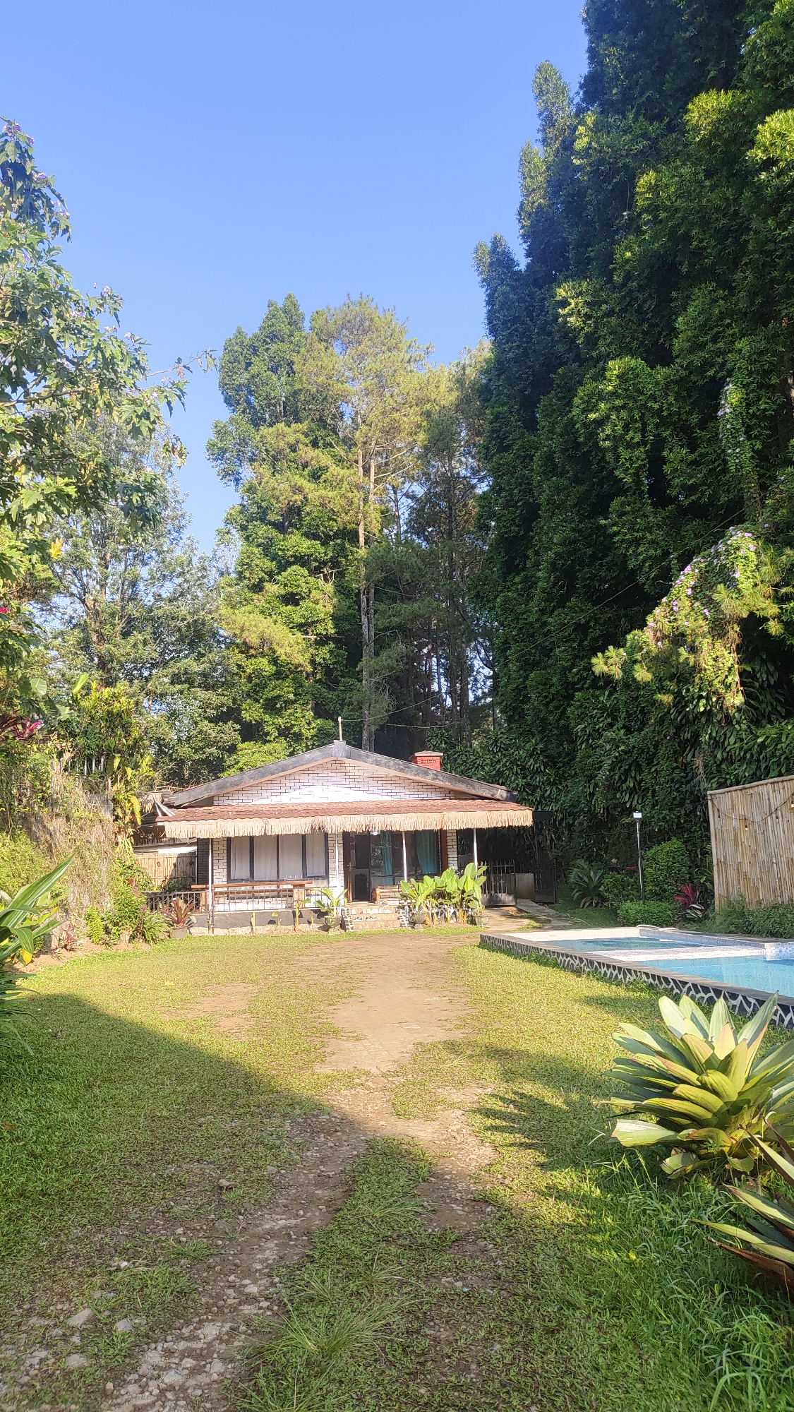 This image depicts a well-maintained property nestled amidst lush greenery in Cisarua, Indonesia. The focal point is a charming, single-story house with a white brick exterior and a distinctive thatched-roof overhang. The house features several large windows and a covered porch area.
The property is surrounded by dense, mature trees, including tall conifers and broad-leafed varieties, creating a sense of seclusion and natural beauty. In the foreground, a neatly manicured lawn leads to a gravel path that approaches the house. To the right of the house, a clear blue swimming pool is visible, bordered by a patterned edge and a bamboo fence.
Various potted plants and some larger tropical plants are strategically placed around the house and yard, adding to the vibrant and tropical atmosphere. The sky is a clear, bright blue, suggesting a sunny day. No people are visible in the image. The scene conveys a peaceful and inviting ambiance, characteristic of a vacation home or resort in a tropical mountainous region.