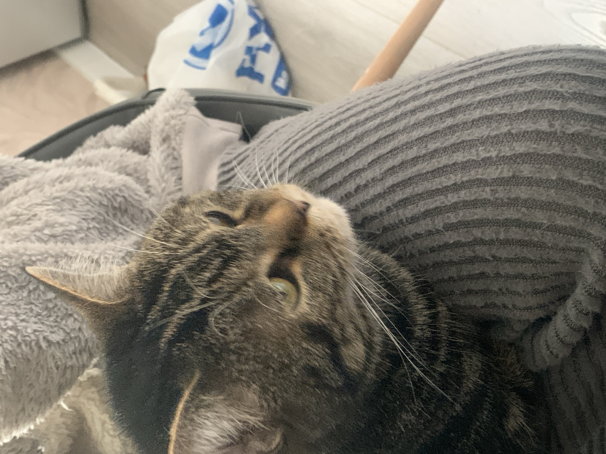 A tabby cat lies on top of gray, horizontally striped fabric. The cat's head is tilted upward, revealing a tan-colored nose and white whiskers. The cat's fur is a mix of brown and black stripes. The cat's left ear is visible. A gray, fluffy blanket is partially visible on the left side of the image. A plastic bag with blue lettering is visible in the background, along with a wooden rod. The location is not identifiable as Stavropol, Russia, based on the visual information provided.