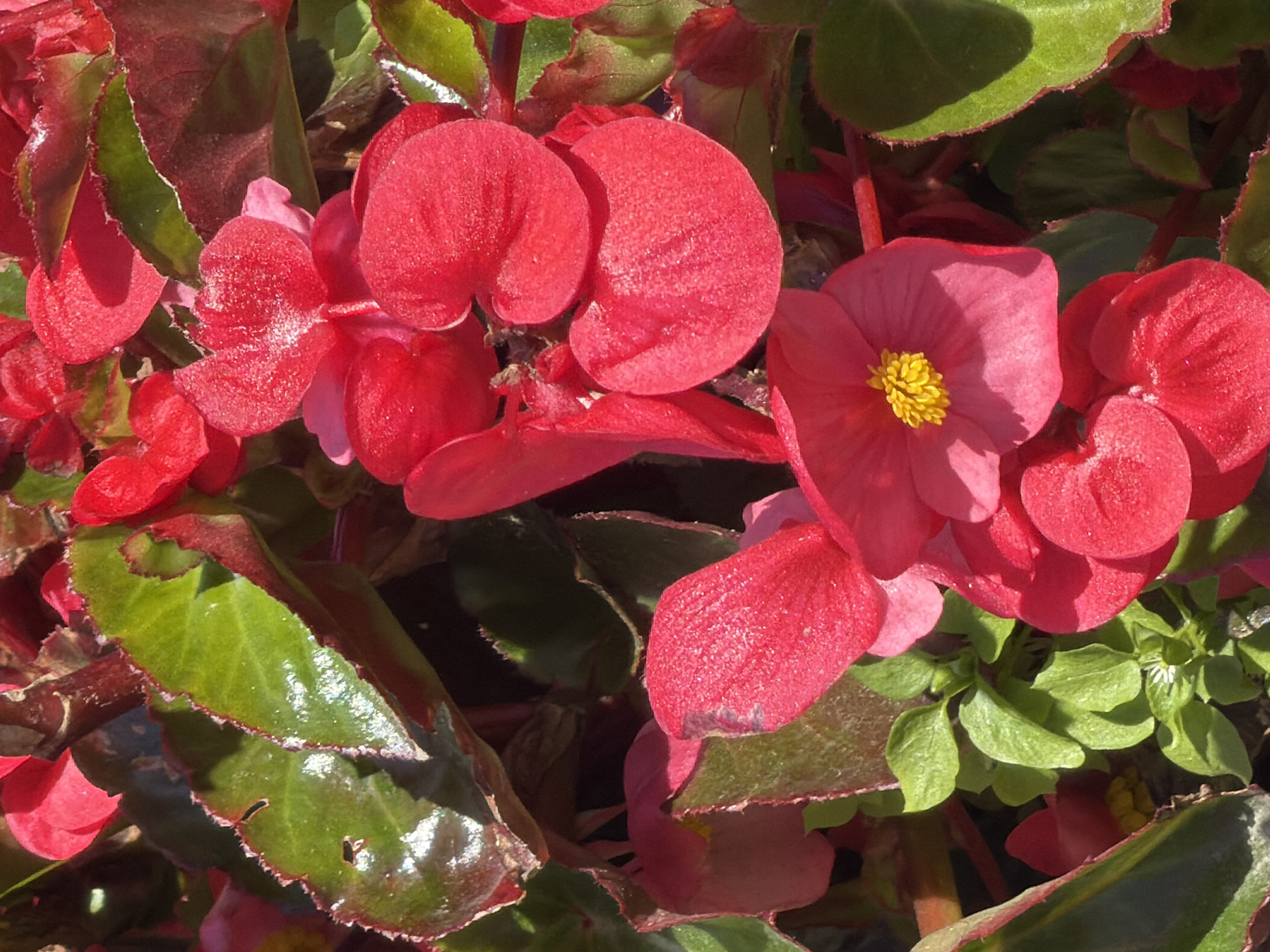 A close-up, overhead shot captures a dense cluster of vibrant red begonias in Okha, Russia. The flowers, some fully bloomed and others in bud, are interspersed with dark green, glossy leaves that exhibit a serrated edge. Sunlight highlights the delicate, dew-kissed petals, creating a shimmering effect. The stems are a deep red-brown, adding to the rich color palette of the scene. The background is a dark, out-of-focus blur, emphasizing the textures and colors of the flowers and foliage.
