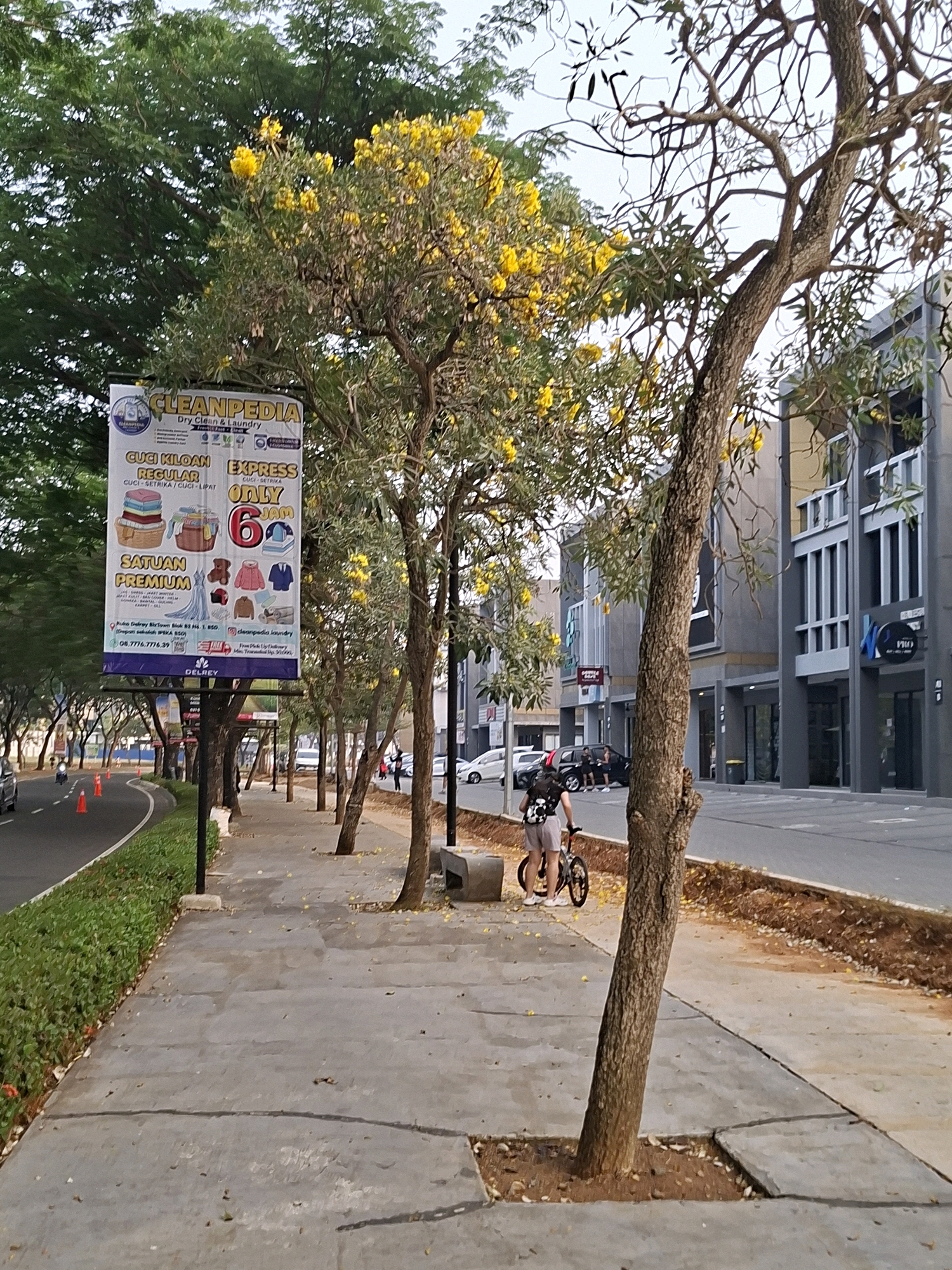 In Lengkong Kulon, Indonesia, an outdoor scene unfolds with a paved sidewalk running alongside a road lined with trees. A large banner advertising "CLEANPEDIA Dry, Clean & Laundry" is prominently displayed on a pole. The banner details services like "CUCI KILOAN REGULAR" and "CUCI KILOAN EXPRESS ONLY 6 AM," along with "SATUAN PREMIUM" offerings. A young person on a bicycle, wearing a backpack, is positioned on the sidewalk, facing away from the camera. The background features modern commercial buildings with gray facades and large windows. The ground is a mix of paved surfaces and dirt, with fallen yellow petals scattered from the flowering trees. Traffic cones are visible on the road, and parked cars are present near the buildings.