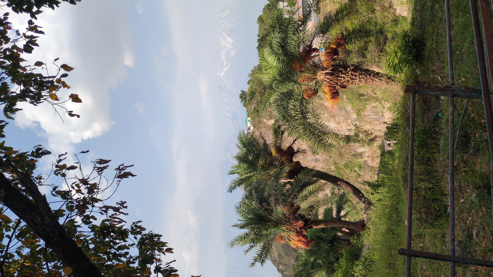 A partially obscured view in Kaswara, India reveals a scene with natural and constructed elements. Two date palm trees with fruits are prominent on a grassy slope. In the background, a hillside rises with vegetation and a building visible. Further back, mountains can be seen under a blue sky with clouds. In the lower left corner, a tree with leaves is partially visible. An old, rusty railing is present on the right side, partially obscuring the view.
