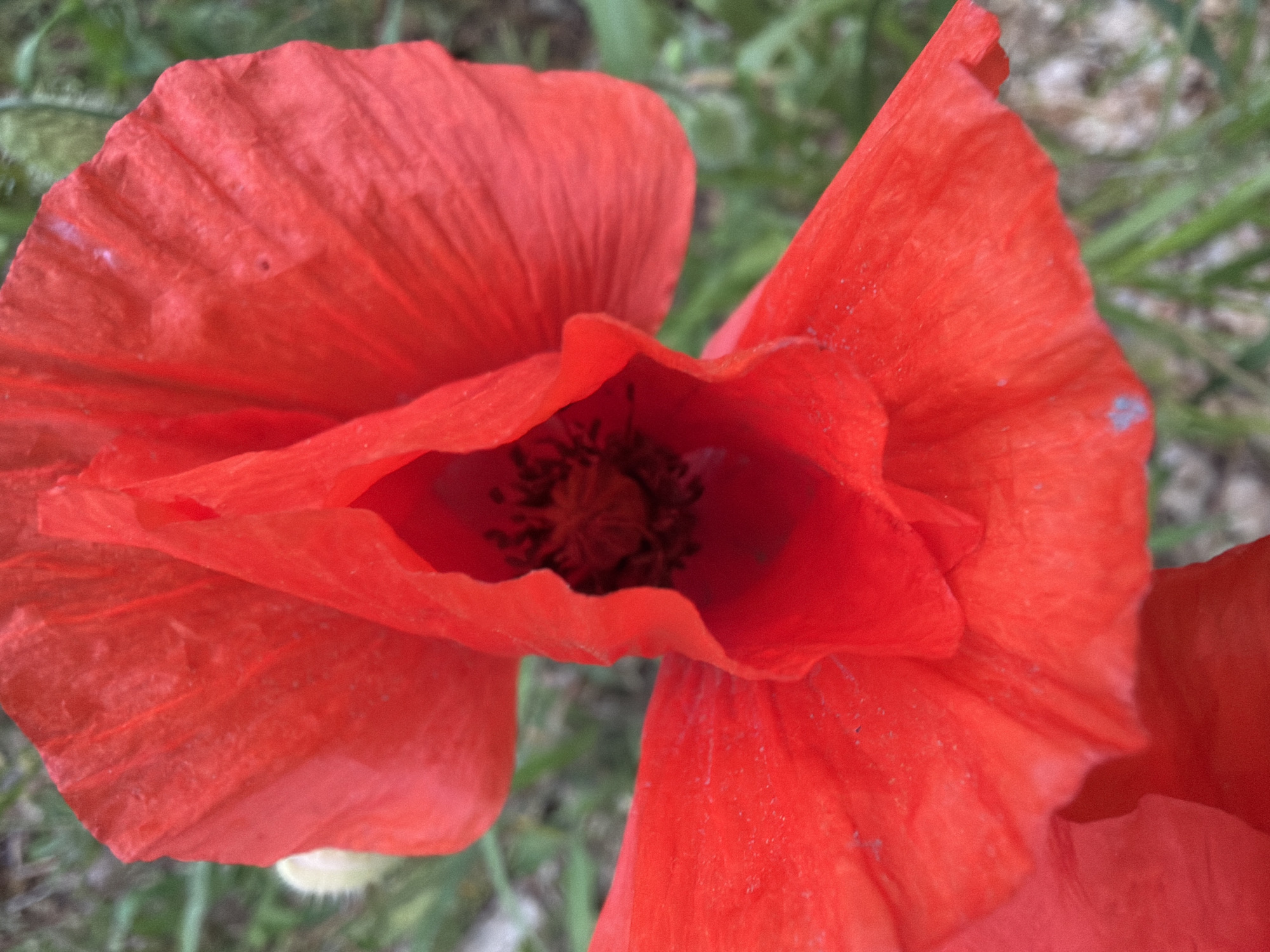 A close-up photograph depicts a red poppy flower in bloom. The flower's petals are ruffled and vibrant, with intricate veining visible on their surface. The center of the poppy contains a dark, textured seed pod. The background is blurred, showing hints of green foliage and light-colored ground, possibly gravel or dry grass. There is no evidence to suggest this image was taken in Milan, Italy.