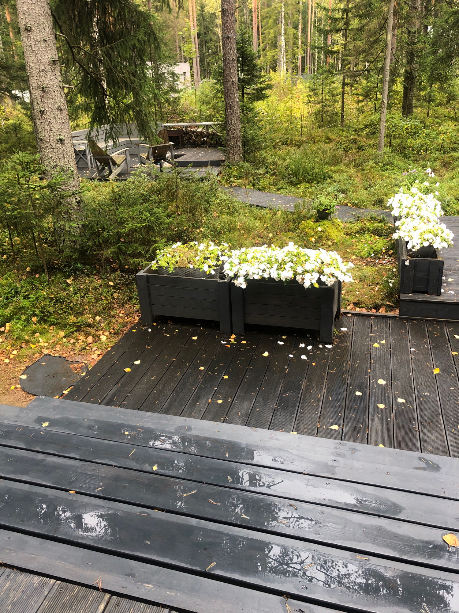 The image depicts an outdoor seating area situated in a forest environment, specifically at a location in Arfa, Russia. The foreground features a dark-colored wooden deck, which appears wet, possibly from rain, with fallen leaves scattered across its surface. Beyond the deck, two large, dark planters filled with white flowers are visible. In the midground, a portion of a wooden deck with outdoor seating, including chairs and a bench, is situated among the trees. The background consists of a dense forest with tall trees. There are no people or discernible animals present in the image. The overall scene suggests a tranquil, natural setting.