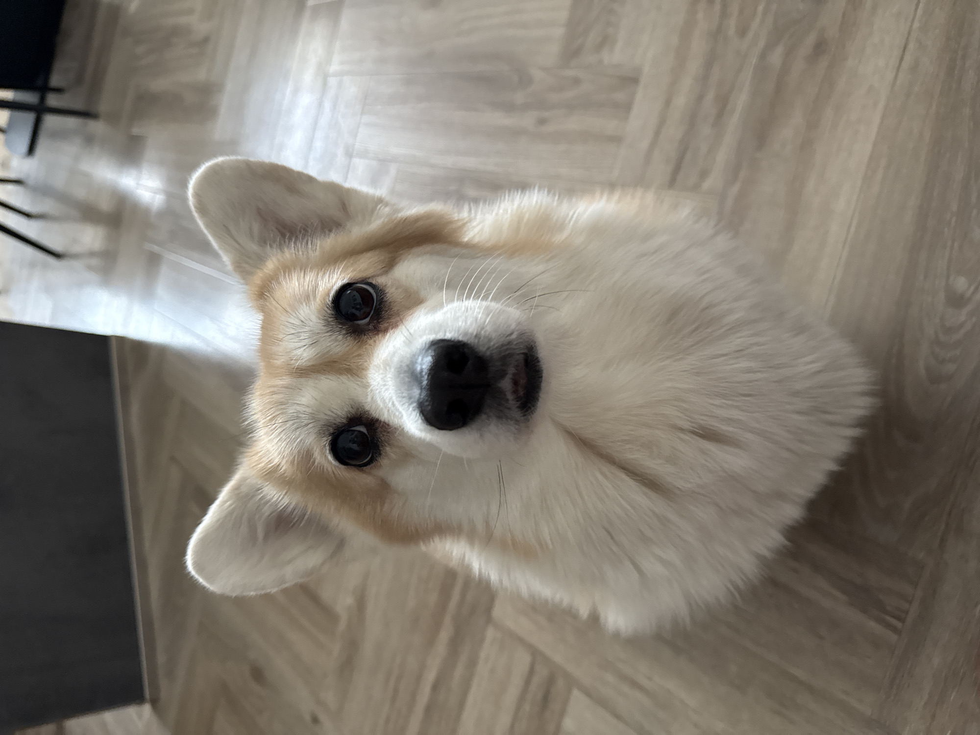 A cream and tan colored corgi dog is looking up at the camera. The dog is on a light brown wood-look floor. Part of a black table or cabinet is visible in the background. The location is unknown, and there's no information to suggest it is in Krasnoyarsk, Russia.