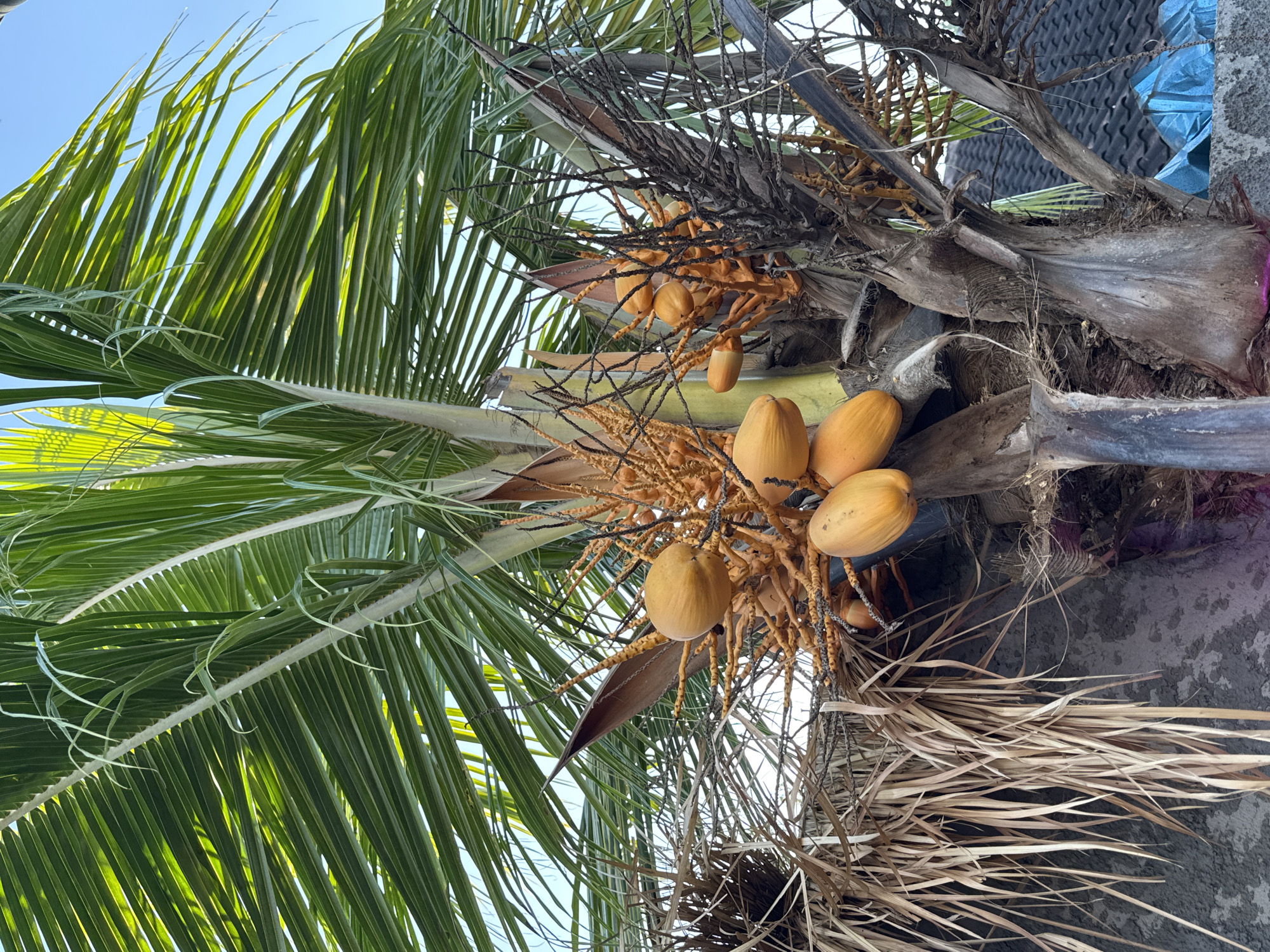 This media file features a close-up, low-angle view of a coconut tree laden with ripe coconuts. The scene is dominated by the vibrant green of the palm fronds, which are spread out against a clear, bright blue sky, suggesting a sunny day. The coconuts themselves are a warm yellow-orange color, clustered together on their stalks, indicating they are ready for harvest.
The trunk of the palm tree is visible, displaying its rough, fibrous texture, interspersed with dry, brown husks and intricate patterns of dried fronds. The foreground and some parts of the background are blurred, focusing attention on the coconuts and the lush foliage. In the upper right portion of the image, a dark, textured surface can be seen, possibly a roof or wall, and a glimpse of bright blue material, adding a touch of man-made color to the natural scene.
The lighting suggests it is daytime, likely mid-morning or afternoon, given the bright sunlight illuminating the leaves and coconuts. There are no people visible, nor any explicit text. The overall impression is one of tropical abundance and natural beauty, evocative of a warm, sunny climate. The location context of Kuta, Indonesia, further reinforces this image of a tropical paradise. The image captures a moment of natural bounty, with the coconuts appearing ripe and ready.
