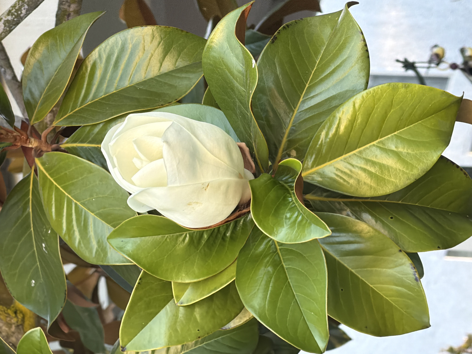 A close-up, high-angle shot captures a partially opened white magnolia flower nestled among glossy, dark green leaves. The flower's petals are tightly furled, with hints of yellowing at the base. The leaves, with their characteristic brown undersides, display prominent veins and a slightly waxy sheen. The background is blurred, suggesting an outdoor setting with a hint of a building or structure. The lighting is soft, highlighting the textures and colors of the foliage and bloom. The image appears to be an aesthetic capture of nature.