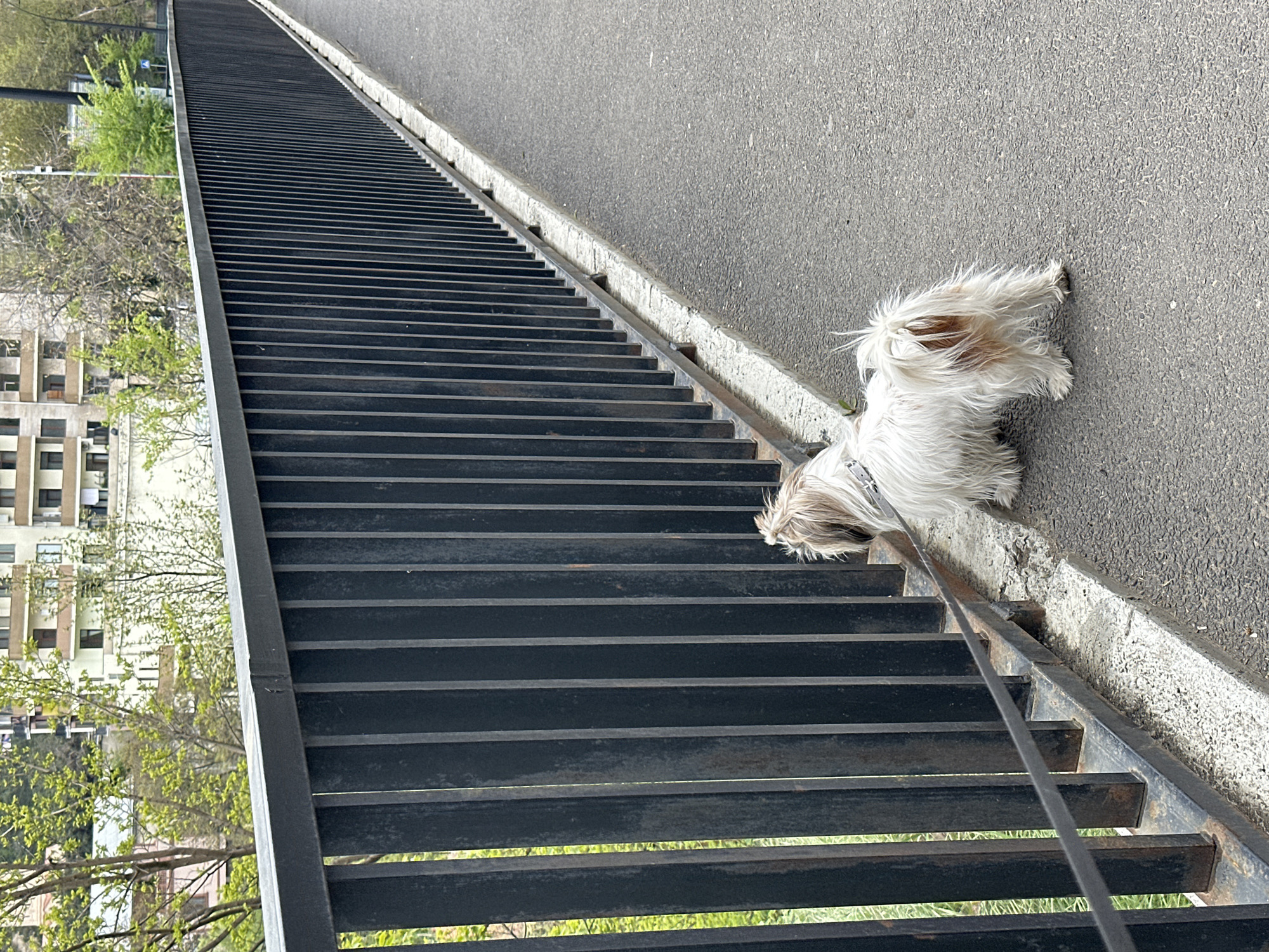 A small, fluffy, long-haired dog, predominantly white with light brown or tan markings, stands on an asphalt path next to a metal pedestrian ramp. The dog, possibly a Shih Tzu, is wearing a collar and is on a leash, which trails forward on the ground. Its head is lowered, seemingly looking down or sniffing near the edge of the ramp.
The metal ramp, composed of numerous parallel horizontal slats, ascends into the distance from the lower left towards the upper right of the frame. A sturdy metal railing runs alongside the ramp, separating it from the asphalt path where the dog is. On the other side of the ramp, green grass and leafy trees are visible below the structure, with some branches bearing new spring foliage. In the background, beyond the trees, there are multi-story buildings, indicating an urban or semi-urban setting in Tbilisi, Georgia.
The image captures a bright, clear day, suggested by the even lighting and lack of shadows. There is no visible text in the scene. The overall impression is a moment during a dog walk on an elevated pedestrian pathway.