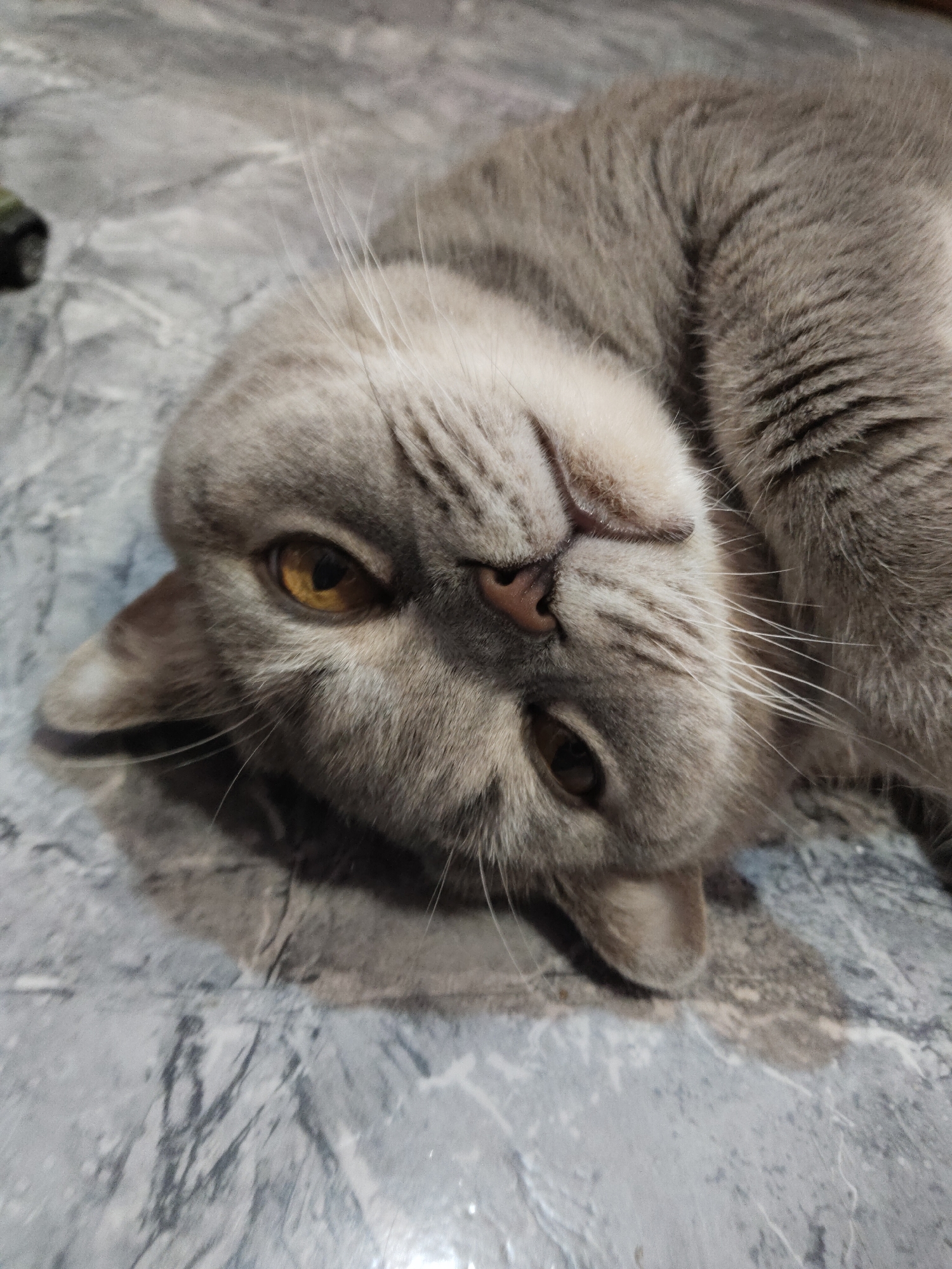 A grey cat with yellow eyes is lying on its back on a grey, textured surface. The cat's head is tilted to the side, with its fur slightly matted in places. Its mouth is slightly open, revealing a pink nose and a hint of its teeth. The surface it is lying on appears to be a floor with a marble-like pattern. There are no other subjects or objects visible in the frame. The image is a close-up shot, focusing entirely on the cat and its immediate surroundings. The lighting is soft and diffused, creating a natural look.