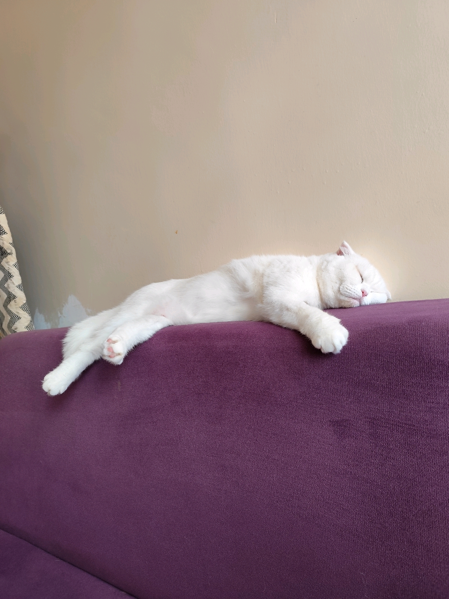 An all-white cat is sleeping stretched out on a purple couch. The cat's eyes are closed, and its body is relaxed. The cat's front paws are tucked underneath its head, and its hind legs are extended. The couch is a deep purple color and appears to be made of fabric. The background is a light beige wall. The image was taken indoors, likely in a home. There is no specific information about the location in Sarıyer, Turkey, associated with this image.