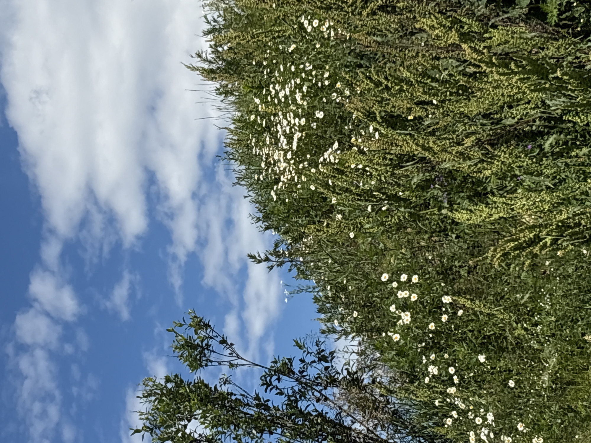 The image captures a natural scene on a bright, cloudy day, featuring a dense growth of green foliage and scattered white wildflowers. The upper portion of the image is dominated by a clear blue sky with fluffy white clouds. On the left, a dark-leaved tree extends its branches upwards. The majority of the frame is filled with various green plants, with a noticeable cluster of small white flowers blooming amongst them. The terrain appears to be elevated, suggesting a hillside or embankment. The scene is indicative of a rural or natural setting, potentially in Manushkino, Russia, where such vegetation and sky conditions are common. There are no people or animals visible in the image.