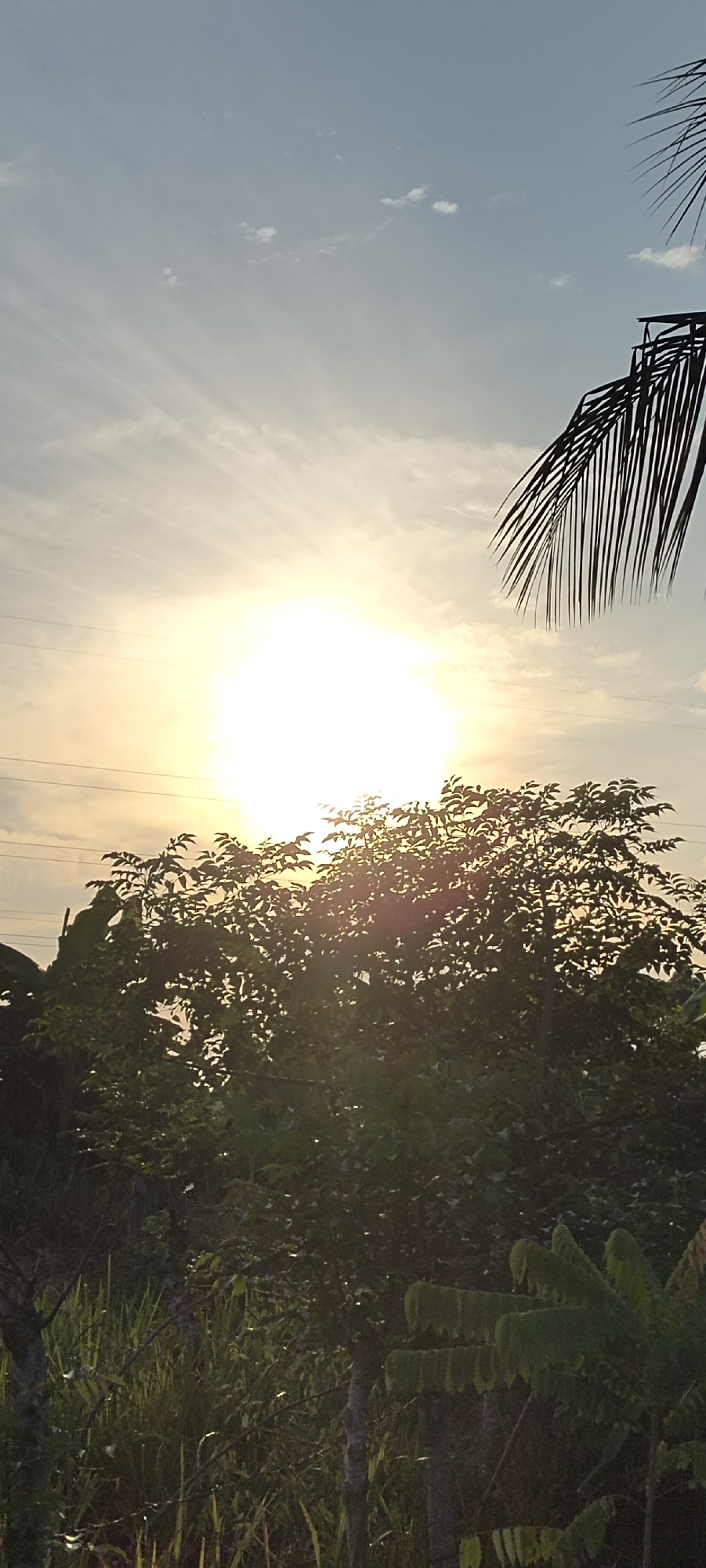 The image depicts a serene outdoor scene likely captured at dusk or dawn in Lhokseumawe, Indonesia. The sun is prominently featured, positioned slightly off-center to the left, casting a bright, warm glow that illuminates the sky and creates lens flares across the image. Wispy clouds are scattered across the pale blue sky, suggesting fair weather. In the foreground, lush green foliage dominates the frame, with a large tree in the mid-ground whose leaves are backlit by the sun. The dense leaves of the tree obscure much of the view behind it. To the right of the tree, a portion of a palm frond is visible, silhouetted against the sky, indicating the presence of palm trees in the vicinity, which are common in coastal regions like Lhokseumawe. In the lower portion of the image, tall grasses and the broad leaves of what appear to be banana plants are visible, contributing to the tropical feel of the environment. Power lines are subtly visible in the background, suggesting the scene is near a populated area, possibly a residential or agricultural zone within Lhokseumawe. There are no people or animals visible in the frame. The overall atmosphere is peaceful and natural, showcasing the beauty of the Indonesian landscape during twilight.