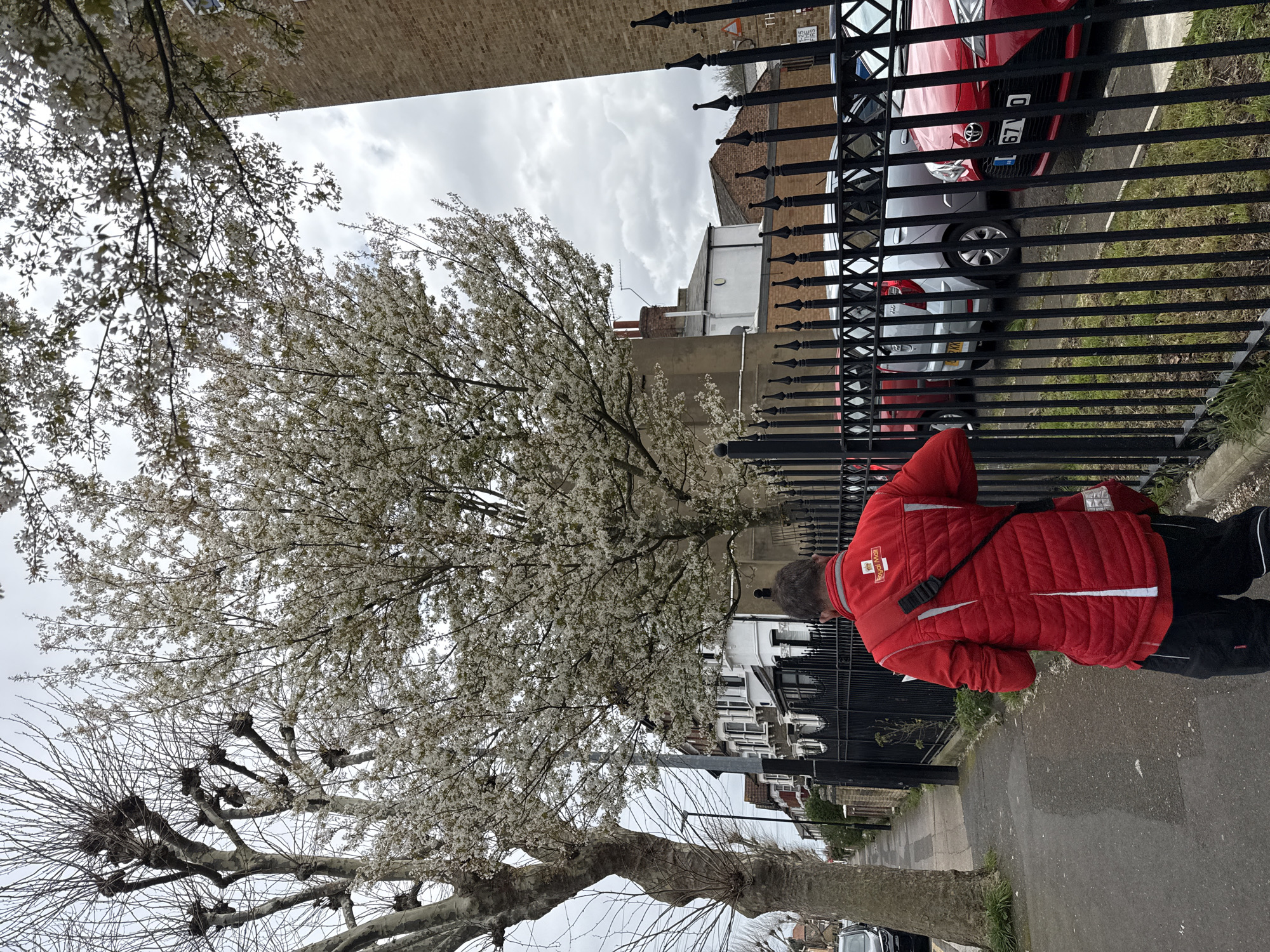 The image shows a street scene in London, United Kingdom. A Royal Mail worker in a red jacket is seen leaning against a black iron fence that surrounds a property with parked cars behind it. A large tree with white blossoms dominates the left side of the frame. A second tree, pruned to a pollarded shape, is partially visible at the bottom left. The sky is overcast. Buildings and other houses line the street. The road is wet.