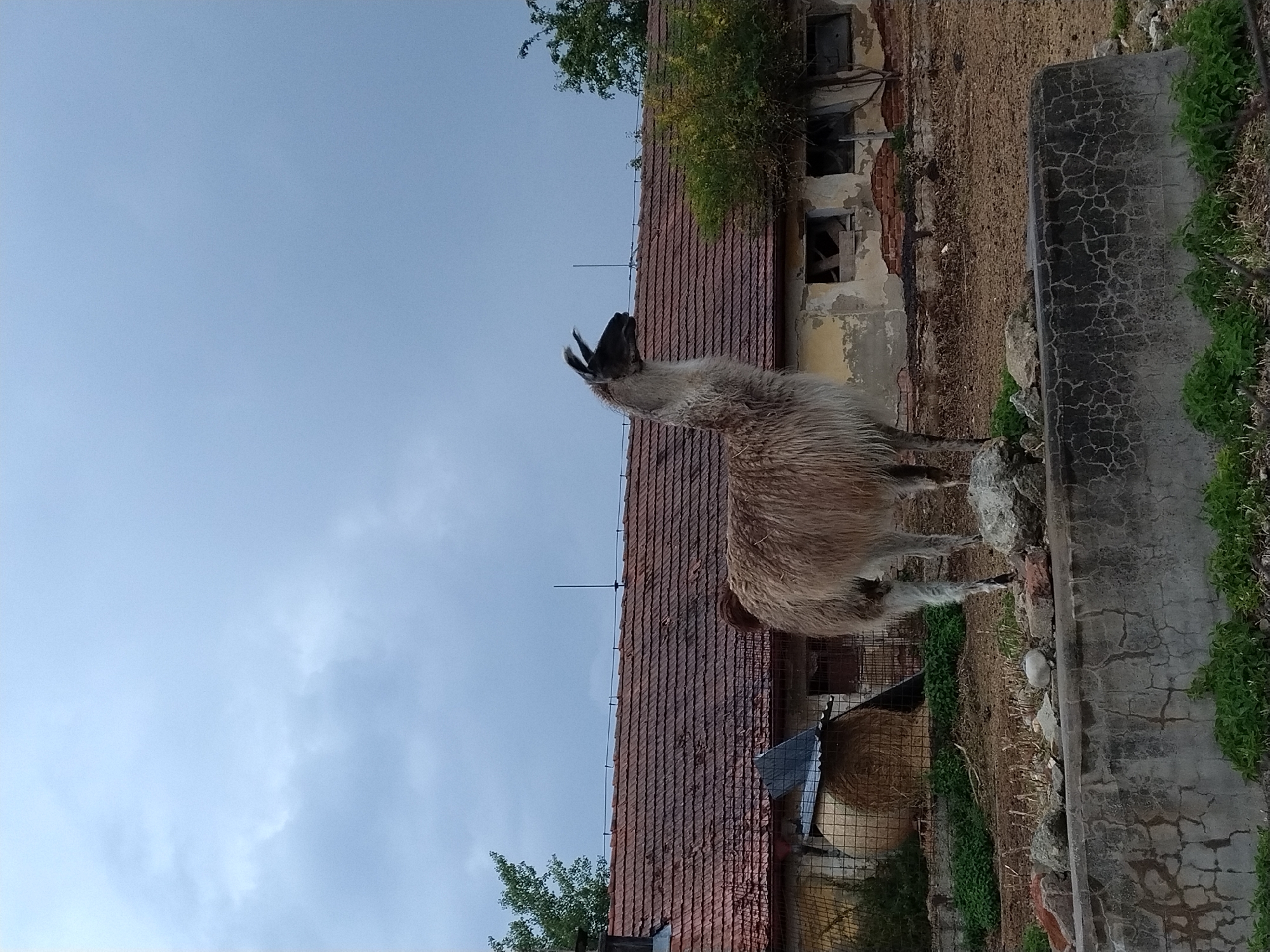 A llama stands in a yard in front of a weathered building with a tiled roof. The llama is light brown and white, with long, shaggy fur. It is standing on a large rock, facing to the right. In the background, there is a building with a red tiled roof and yellow walls. The windows of the building are broken and boarded up. There is also a large round bale of hay visible behind a fence. The sky is cloudy and gray. The scene appears to be in a rural or semi-rural area. The provided information suggests the location is Dobev, Czechia.