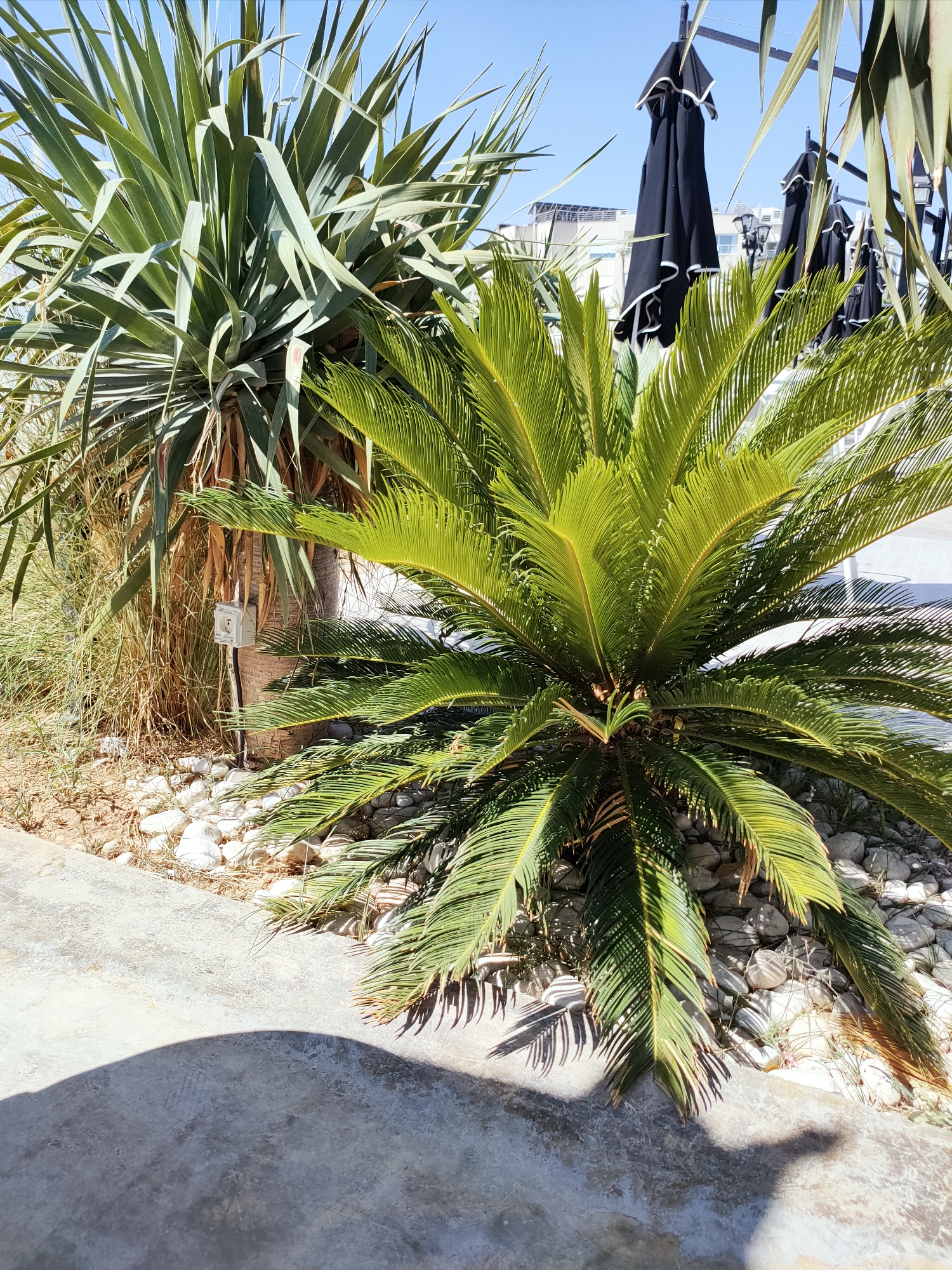 The image depicts an outdoor scene with lush green foliage in the foreground. A small sago palm with bright green, feathery fronds dominates the center-right of the frame, growing amidst a bed of white pebbles and dry grass. To the left, a larger palm-like plant with long, sword-shaped leaves towers over the smaller one. In the background, several black umbrellas with white trim are folded and hung from metal poles, suggesting an outdoor seating area, possibly at a cafe or restaurant. The sky is clear and blue. A light-colored electrical outlet box is visible on the trunk of the larger plant. Shadows are cast on the concrete ground in the lower portion of the image, indicating a bright sunny day. Buildings and streetlights are faintly visible behind the umbrellas. The overall impression is of a sunny, tropical or Mediterranean-style setting. Without additional information or landmarks, pinpointing the exact location within Tunis, Tunisia is not possible, but the vegetation and architectural hints suggest a warm climate.