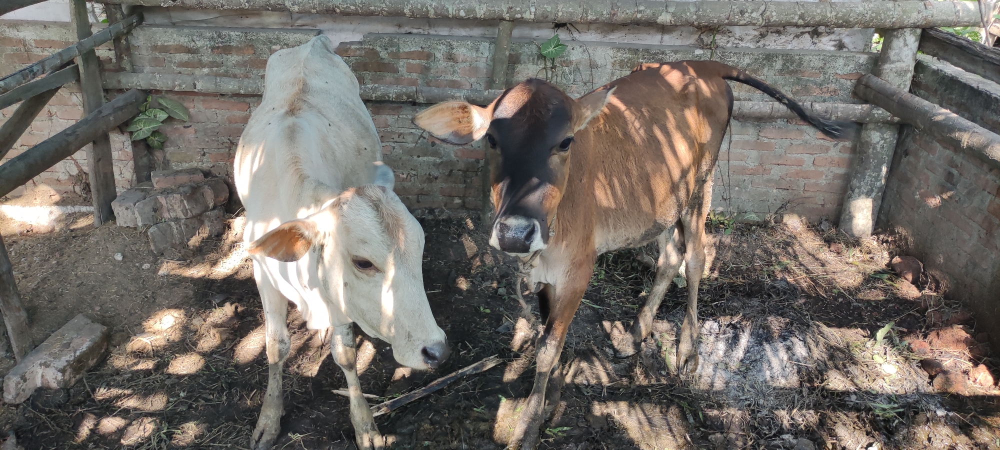 Two cows, one light-colored and one brown, are standing in a rustic enclosure. The enclosure appears to be made of wood and brick, with a dirt floor covered in straw and what looks like animal waste. Sunlight filters through the slats of the enclosure, casting shadows on the ground and the animals. The light-colored cow is on the left, facing away from the camera, while the brown cow is on the right, looking towards the viewer. The environment suggests a rural setting, possibly a farm or a small holding, located in Payakumbuh, Indonesia.