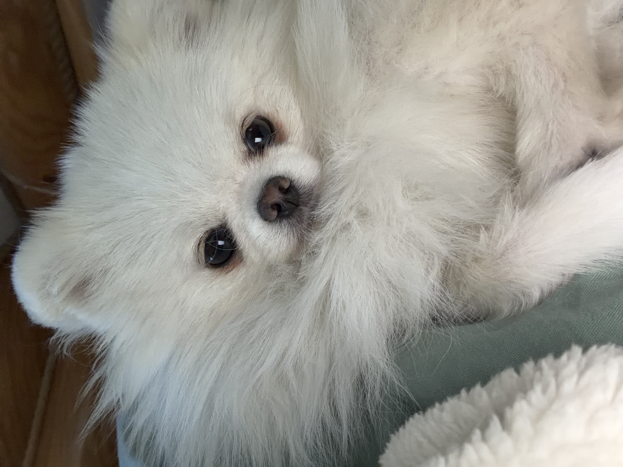 A close-up, eye-level photograph shows a fluffy white Pomeranian dog lying down indoors. The dog's head is tilted slightly, and its dark eyes are looking directly at the camera. Its nose is a dark brown, and its fur is long and white, obscuring most of its body. The dog is resting on a light blue surface, possibly a blanket or cushion, and a soft white blanket is visible in the lower left corner. In the background, out of focus, are brown wooden surfaces, possibly furniture or paneling. The scene appears to be within a residential setting in the city of Vyshnyakovo, Russia.